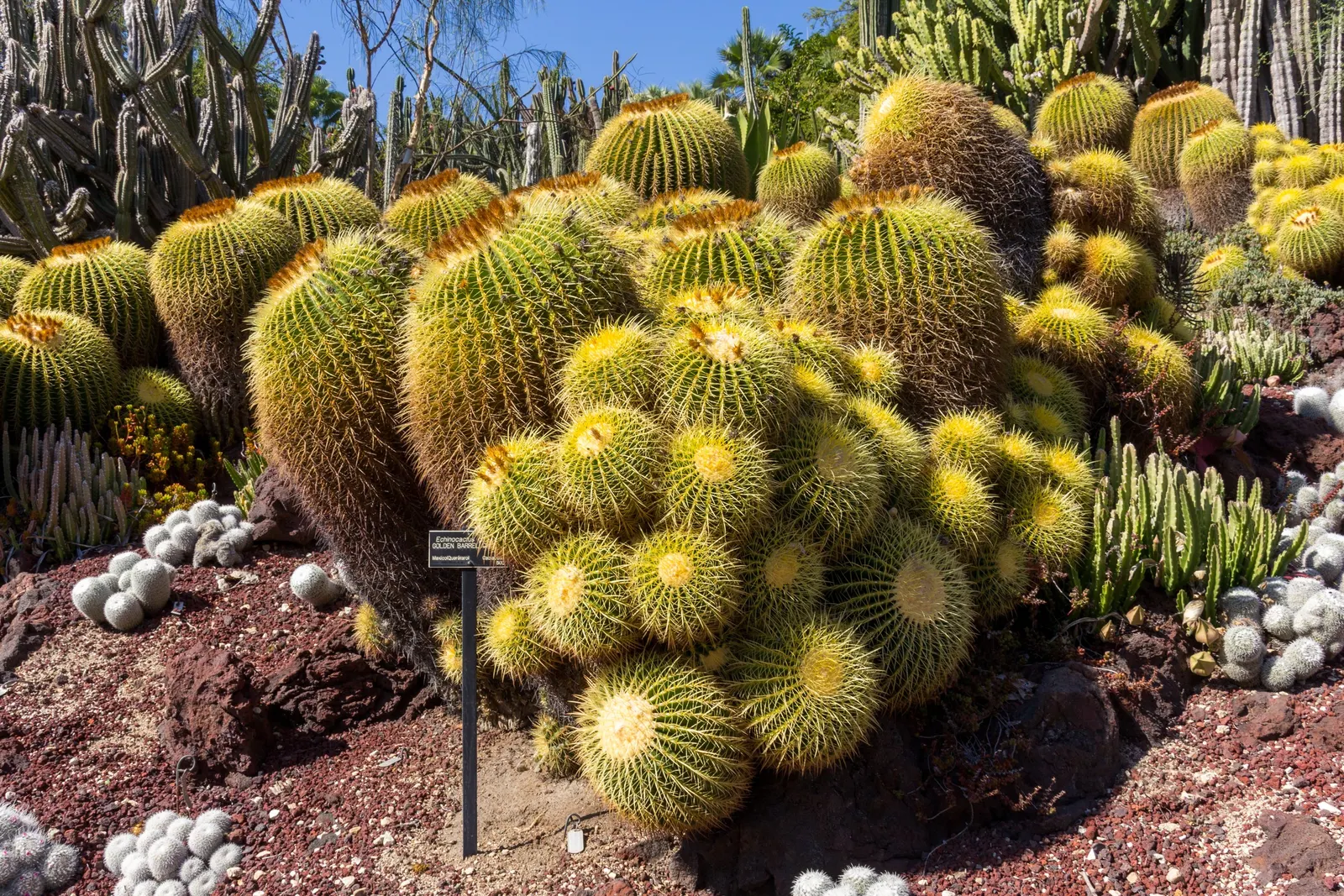 Golden Barrel Cactus (Echinocactus Grusonii) — with infrequent but deep watering throughout the warmer months; maturing to a striking golden hue, image 135