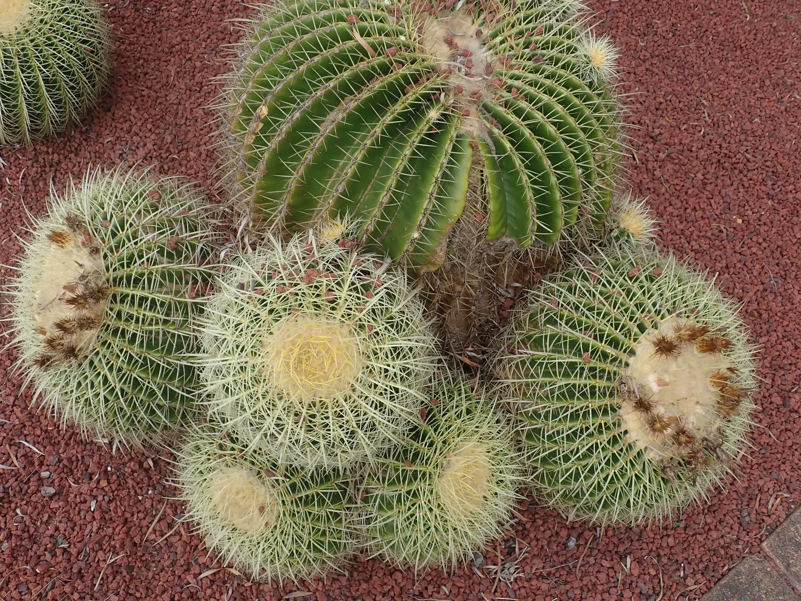 Golden Barrel Cactus (Echinocactus Grusonii) — although this may take several decades; cactus for full or half, image 69