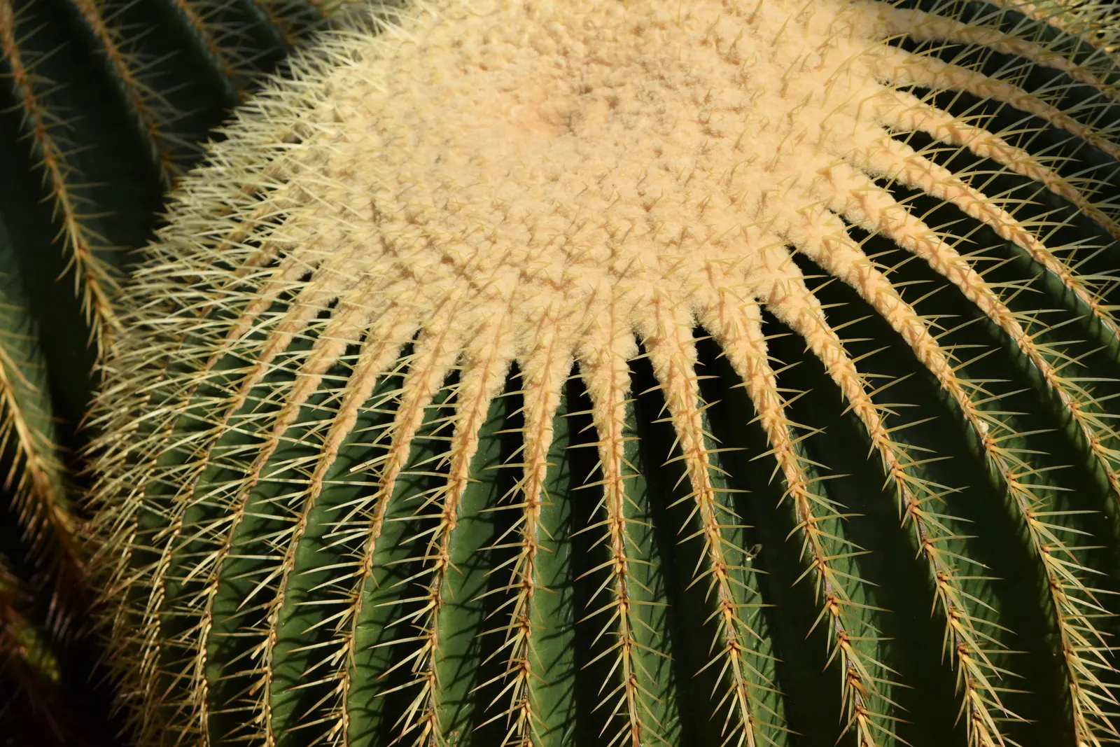 Golden Barrel Cactus (Echinocactus Grusonii) — presents a striking spherical form that eventually elongates slightly with age