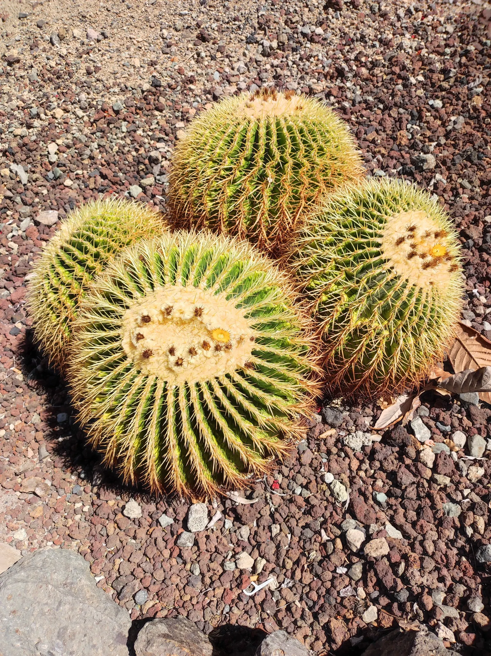 Golden Barrel Cactus (Echinocactus Grusonii) — watering should be reduced significantly to mirror its native dormant season.<br><br>For the, image 76