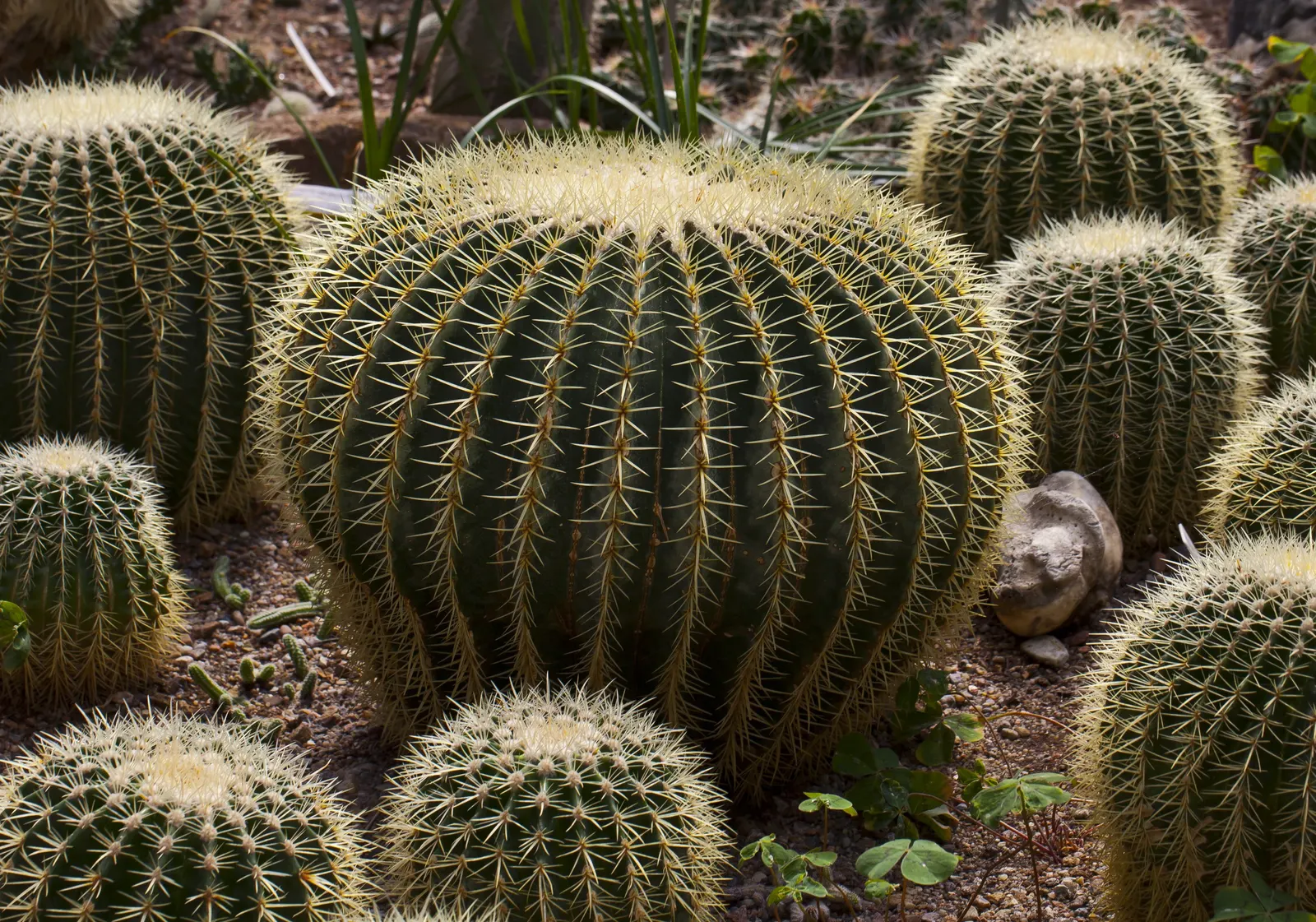 Golden Barrel Cactus (Echinocactus Grusonii) — sharp spines that protect it from herbivores; presents a striking spherical form that eventually, image 110