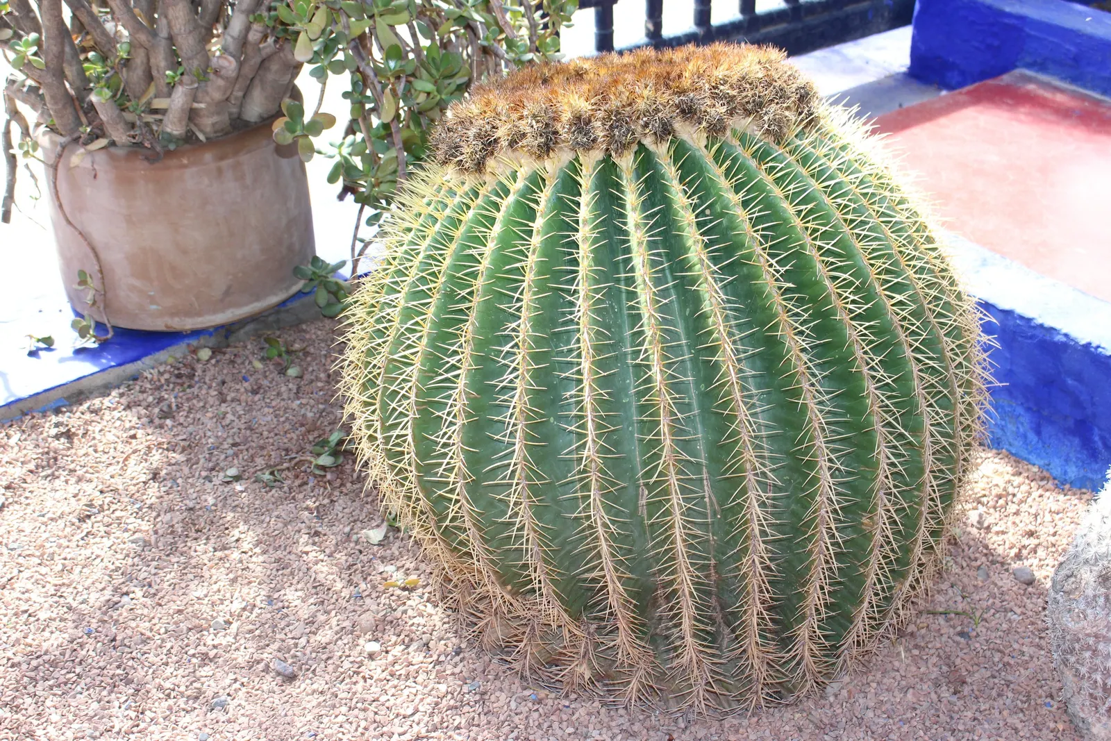 Golden Barrel Cactus (Echinocactus Grusonii) — Ideal for xeriscaping, it provides dramatic texture and year-round interest in warm, arid climates, image 106