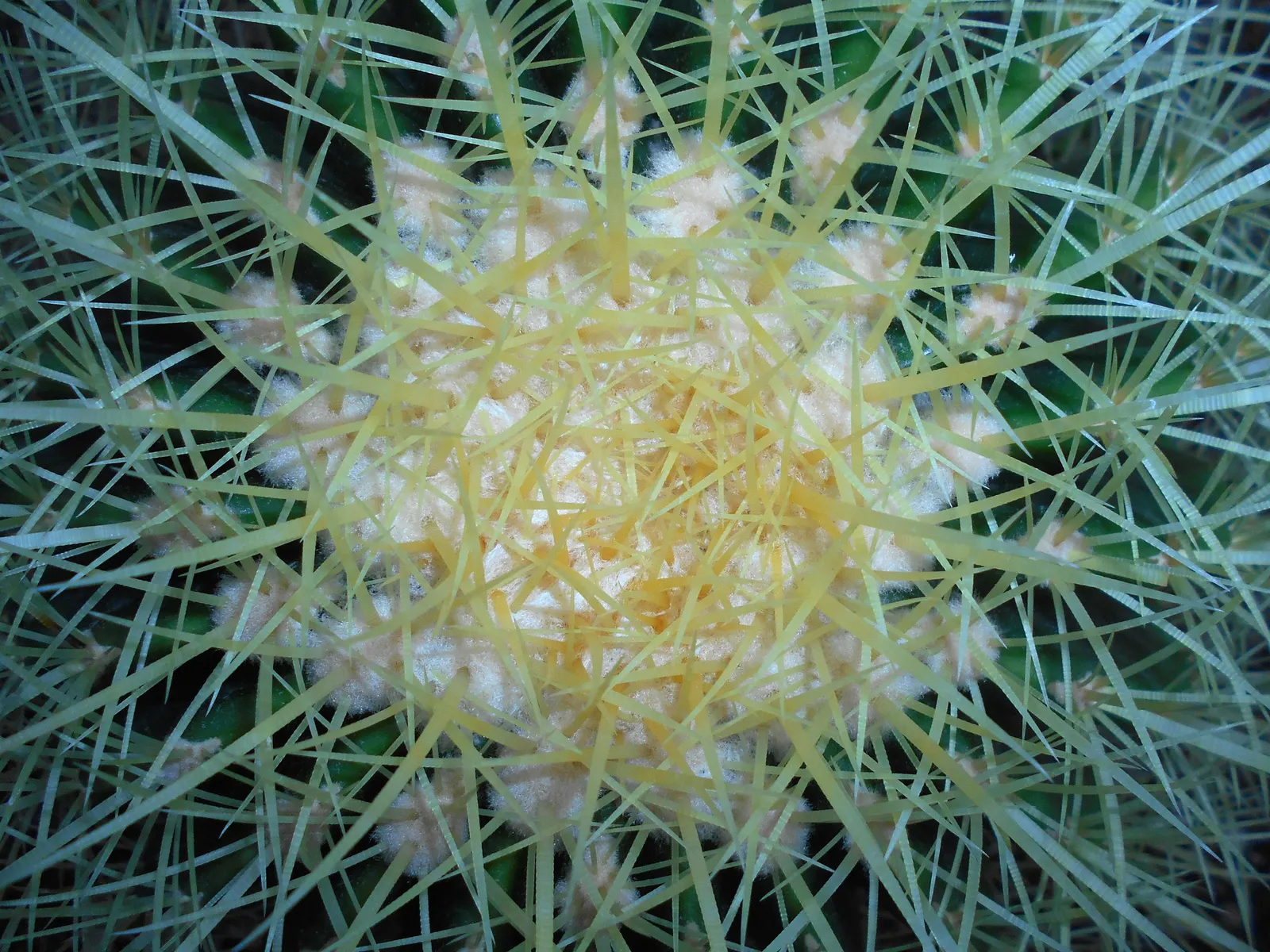 Golden Barrel Cactus (Echinocactus Grusonii) — ensuring it is placed where it will not pose a risk to passersby; sharp spines that protect it from, image 99