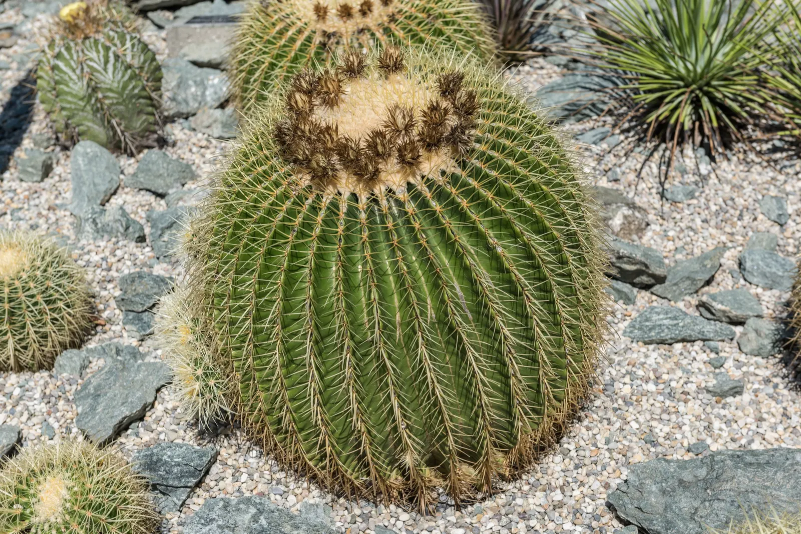 Golden Barrel Cactus (Echinocactus Grusonii) — Typically reaching 2-3 feet in diameter; consideration should be given to its mature size and spiny, image 123