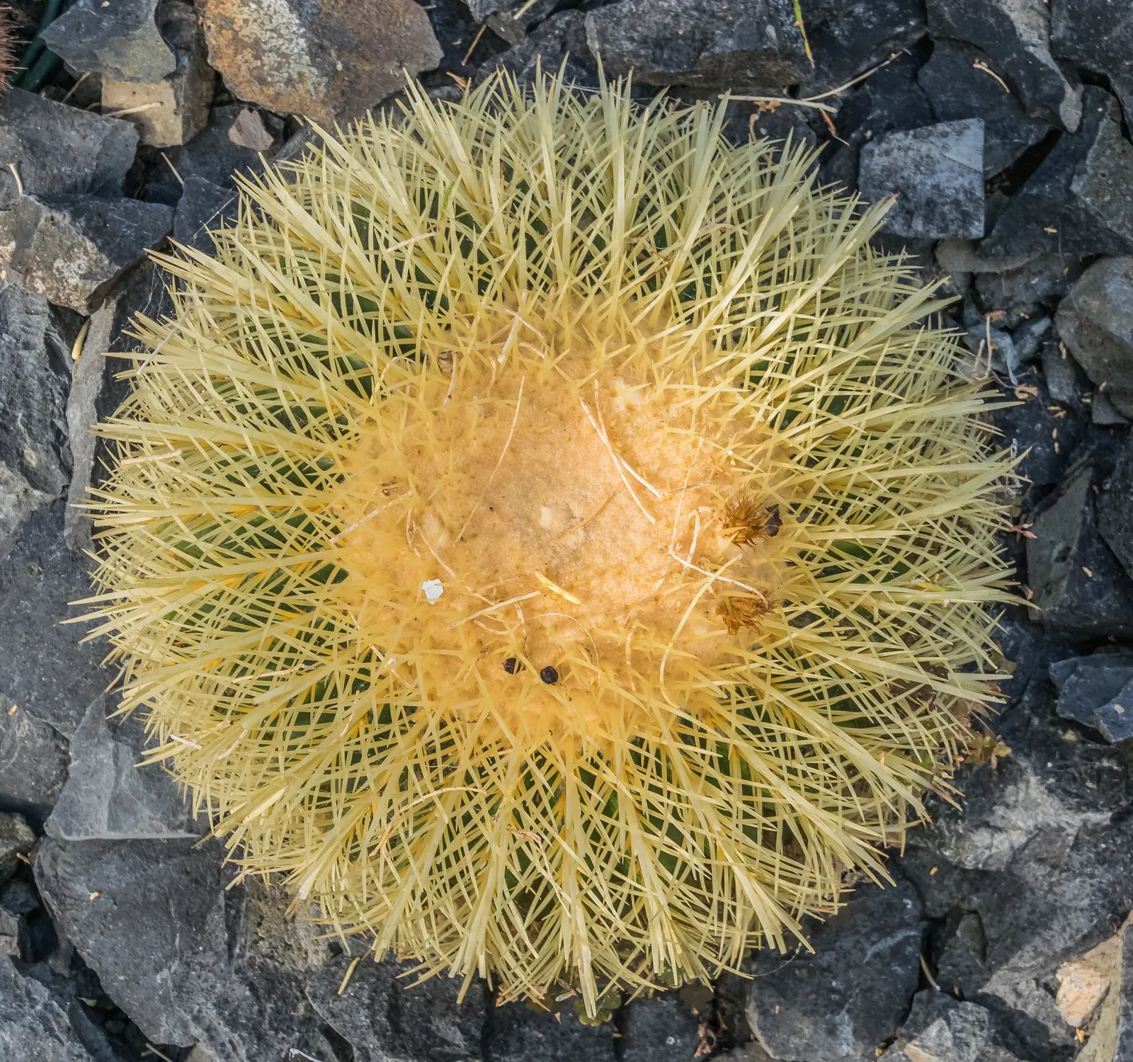 Golden Barrel Cactus (Echinocactus Grusonii) — Its vivid yellow flowers atop the crown offer a vibrant display; the Golden Barrel Cactus showcases, image 105