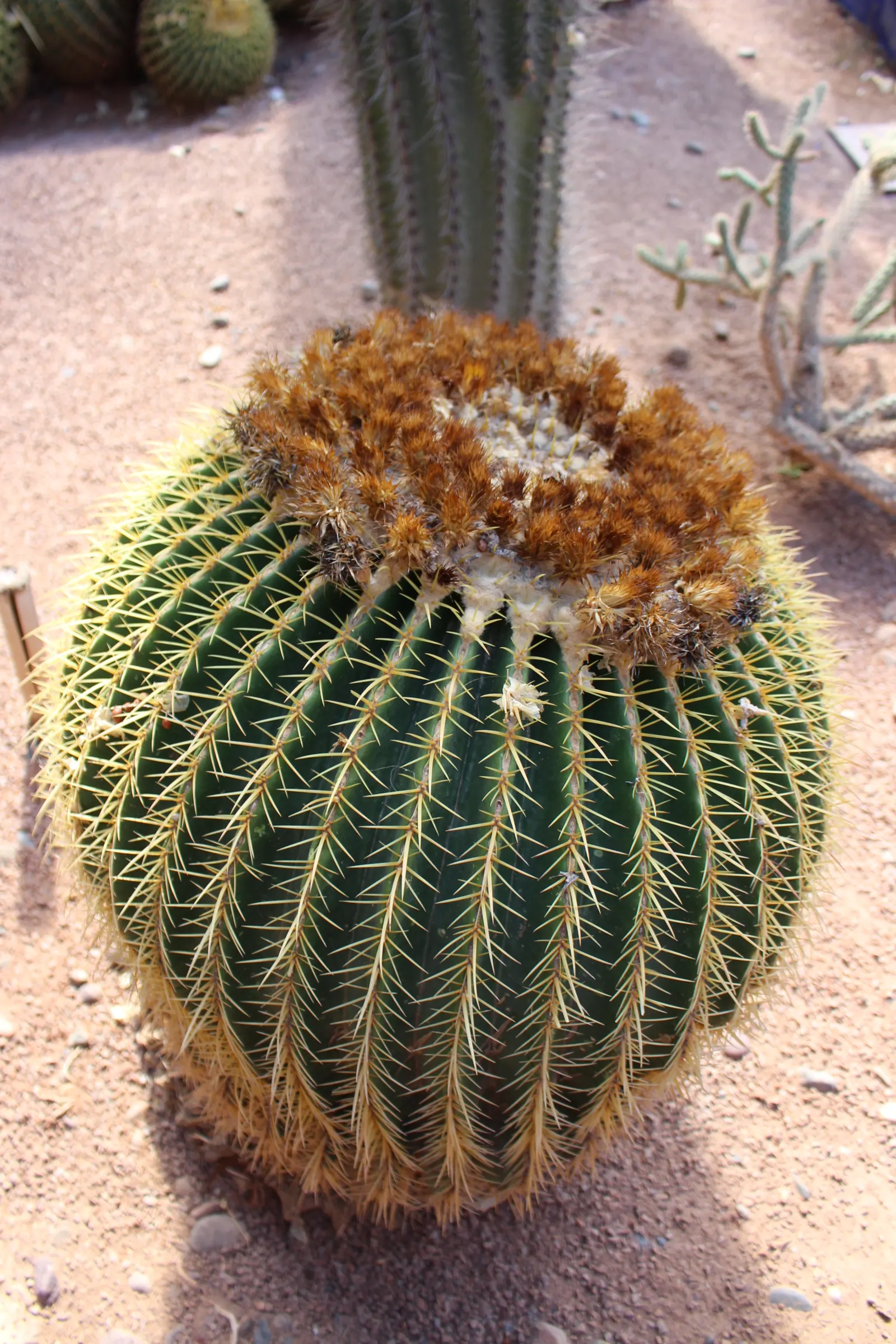 Golden Barrel Cactus (Echinocactus Grusonii) — requiring minimal maintenance once established
