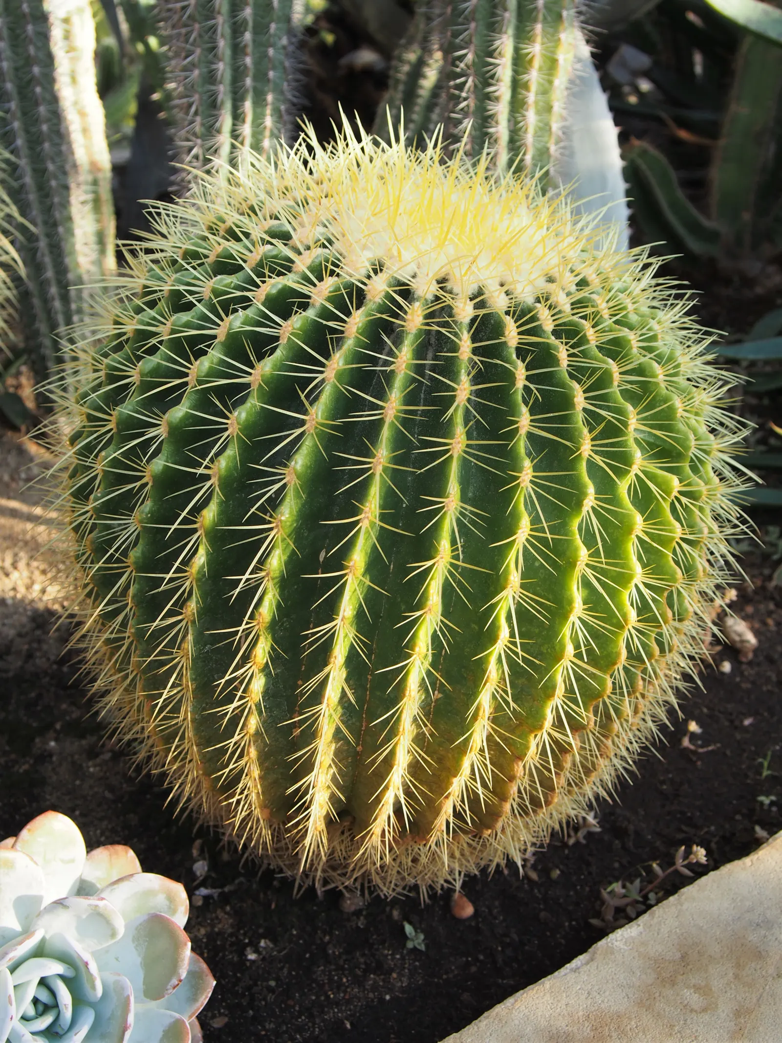 Golden Barrel Cactus (Echinocactus Grusonii) — These spines emerge yellow, maturing to a pale whitish hue; requiring minimal maintenance once, image 151