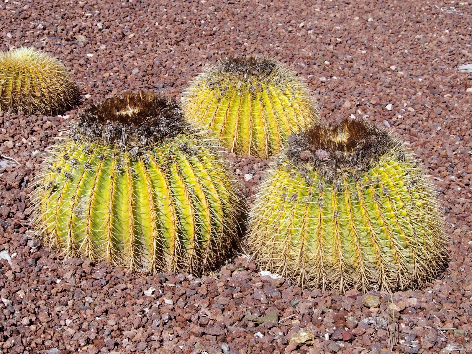 Golden Barrel Cactus (Echinocactus Grusonii) — cactus for full or half; when incorporated into garden designs, image 140