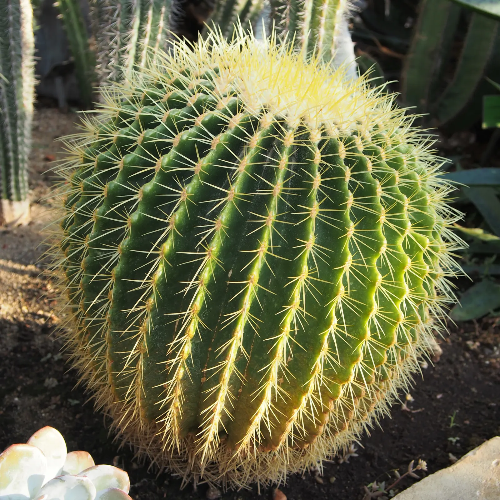 Golden Barrel Cactus (Echinocactus Grusonii) — although this may take several decades; cactus for full or half, image 149
