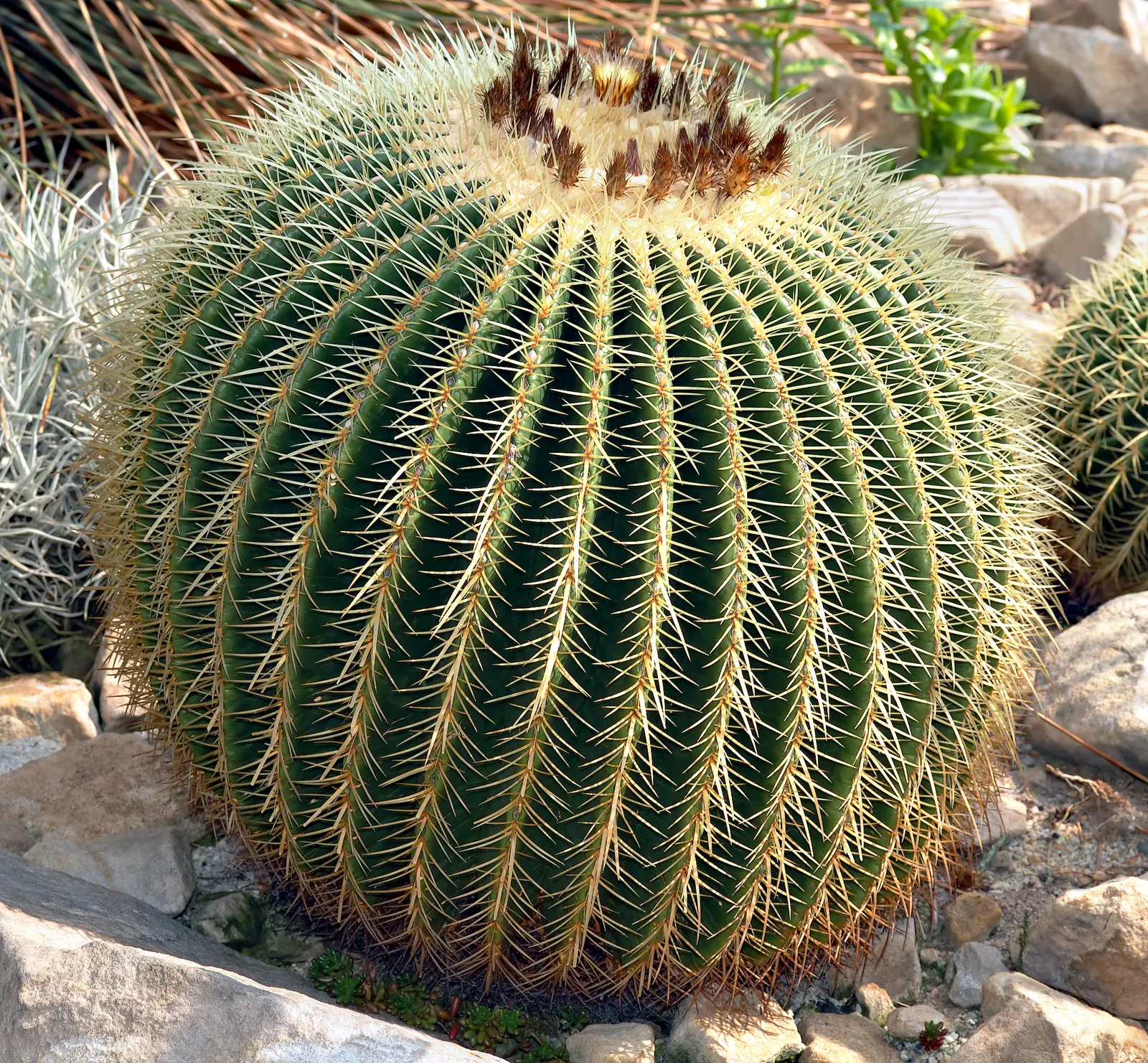 Golden Barrel Cactus (Echinocactus Grusonii) — maturing to a striking golden hue