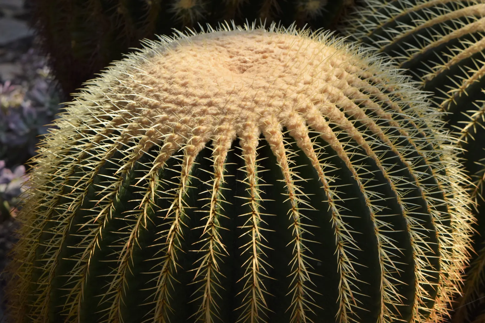 Golden Barrel Cactus (Echinocactus Grusonii) — consideration should be given to its mature size and spiny texture