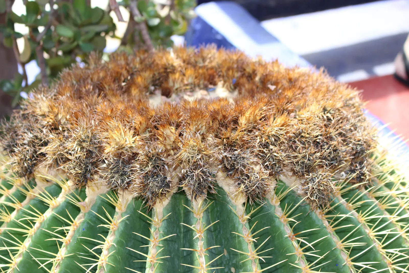 Golden Barrel Cactus (Echinocactus Grusonii) — watering should be reduced significantly to mirror its native dormant season.<br><br>For the, image 116