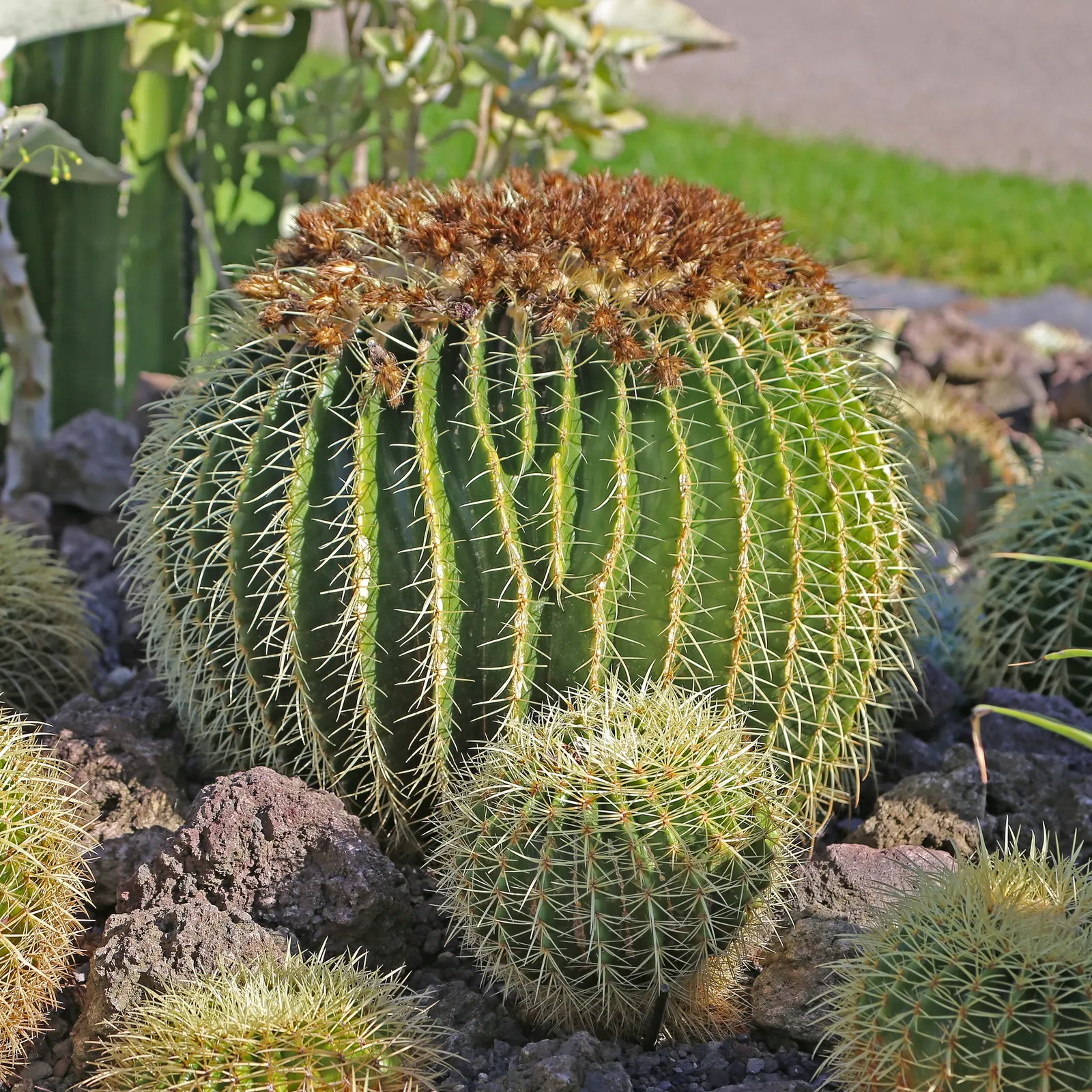 Golden Barrel Cactus (Echinocactus Grusonii) — watering should be reduced significantly to mirror its native dormant season.<br><br>For the, image 96