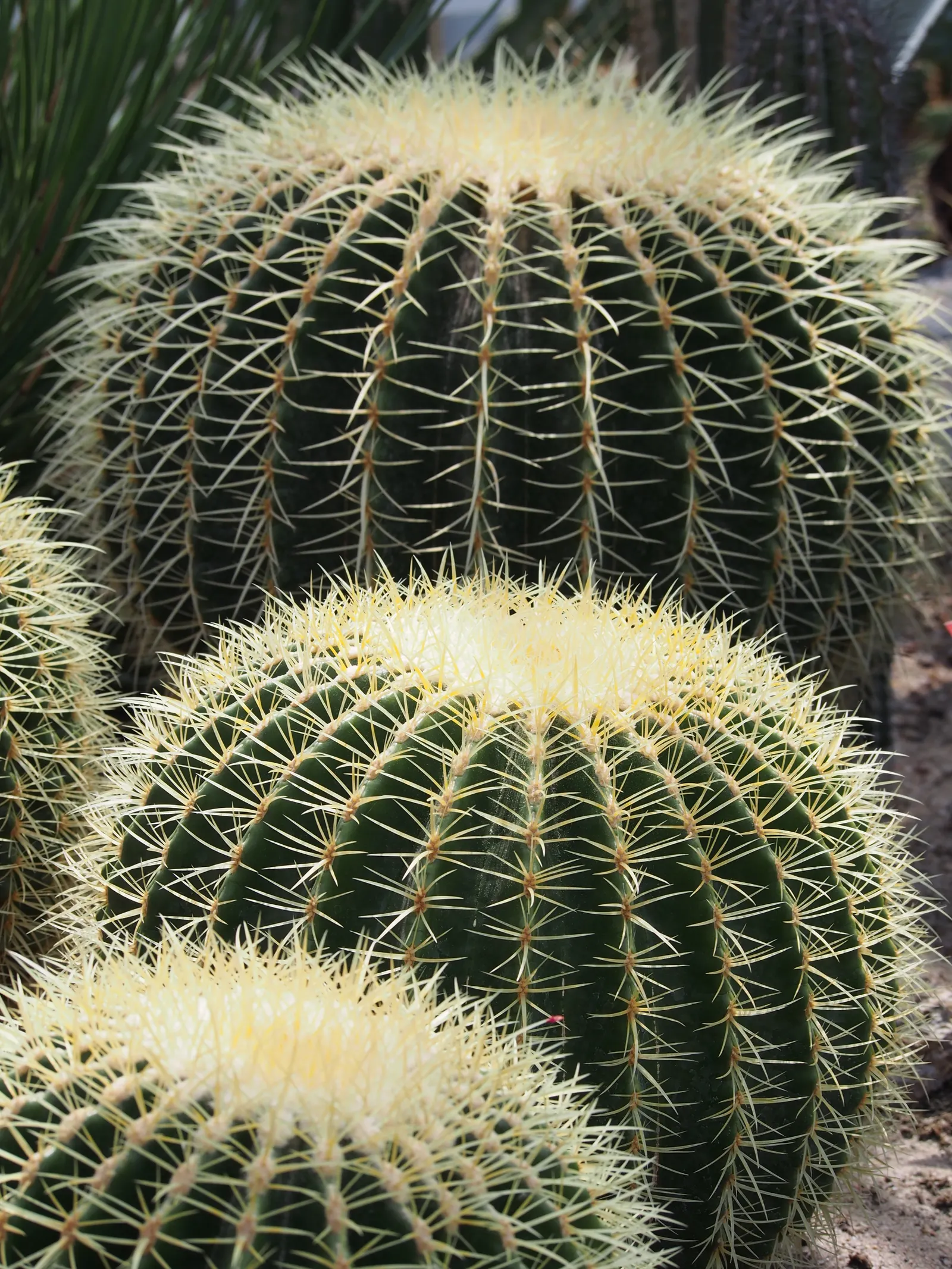 Golden Barrel Cactus (Echinocactus Grusonii) — with infrequent but deep watering throughout the warmer months; maturing to a striking golden hue, image 55