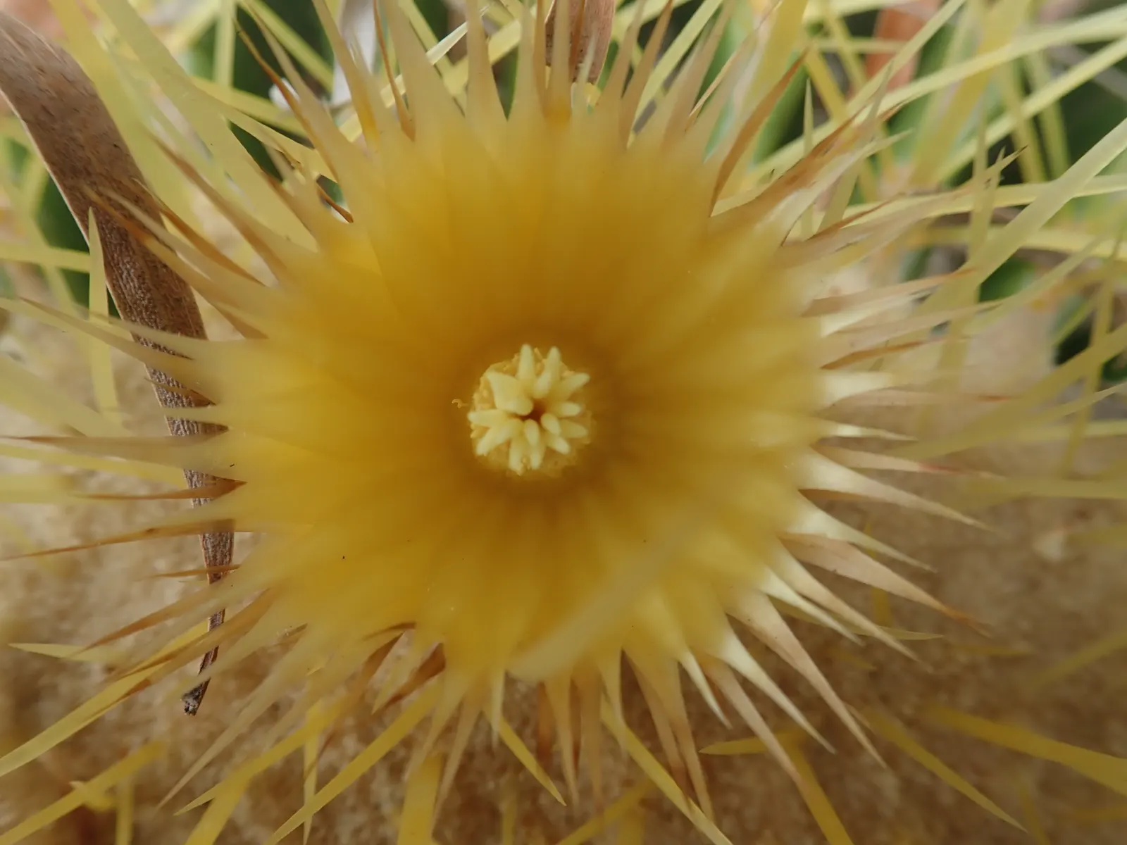 Golden Barrel Cactus (Echinocactus Grusonii) — presents a striking spherical form that eventually elongates slightly with age; ideal for, image 67