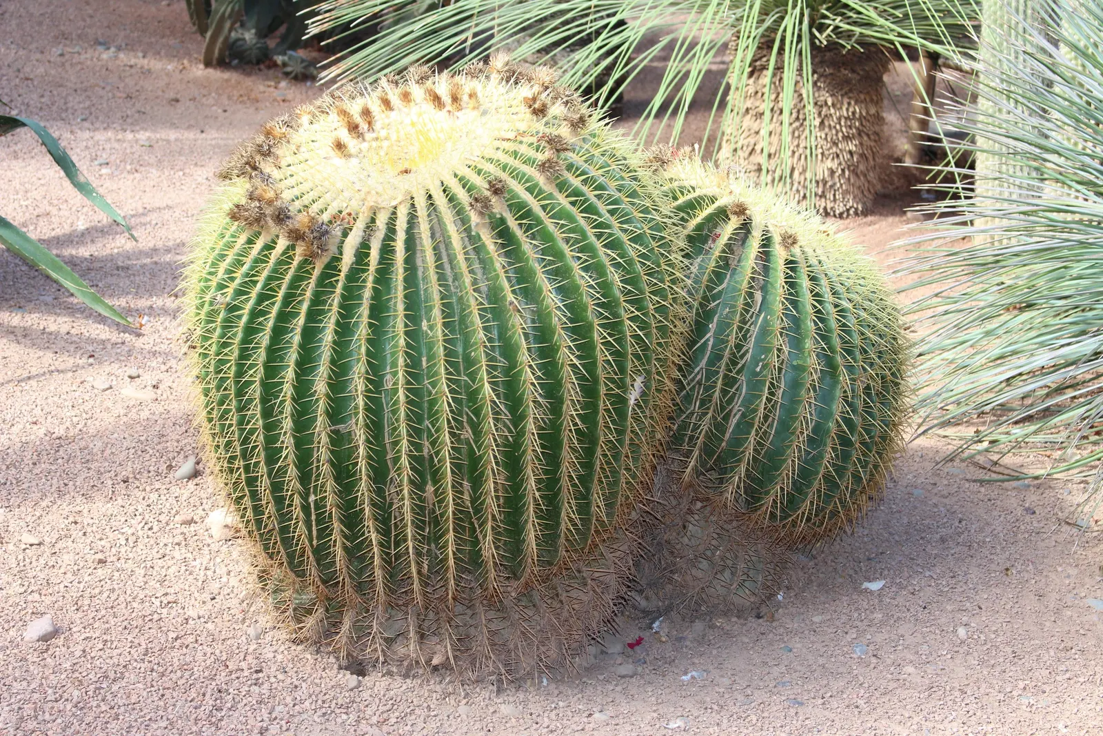 Golden Barrel Cactus (Echinocactus Grusonii) — this slow-growing desert native is drought-tolerant and prefers full sun; its vivid yellow flowers, image 124