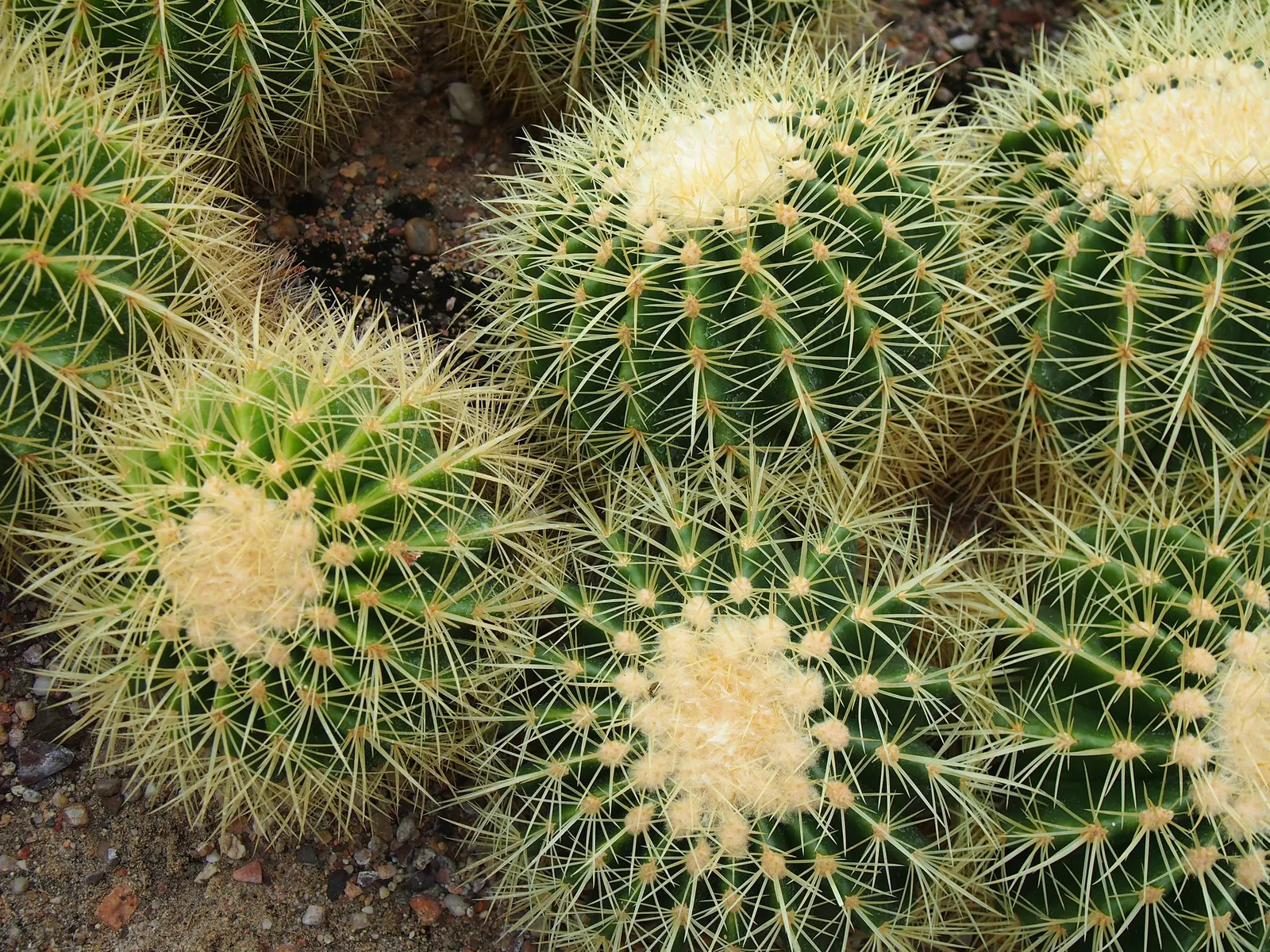 Golden Barrel Cactus (Echinocactus Grusonii) — These spines emerge yellow, maturing to a pale whitish hue; requiring minimal maintenance once, image 111
