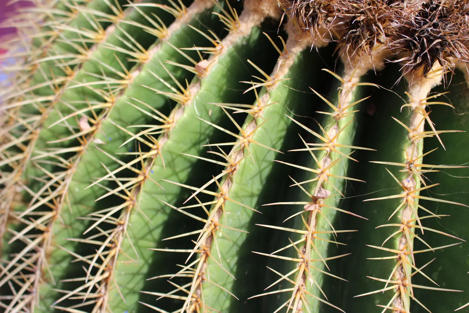 Golden Barrel Cactus (Echinocactus Grusonii) — the Golden Barrel Cactus showcases a ring of showy yellow flowers at its crown; is a spherical plant featuring