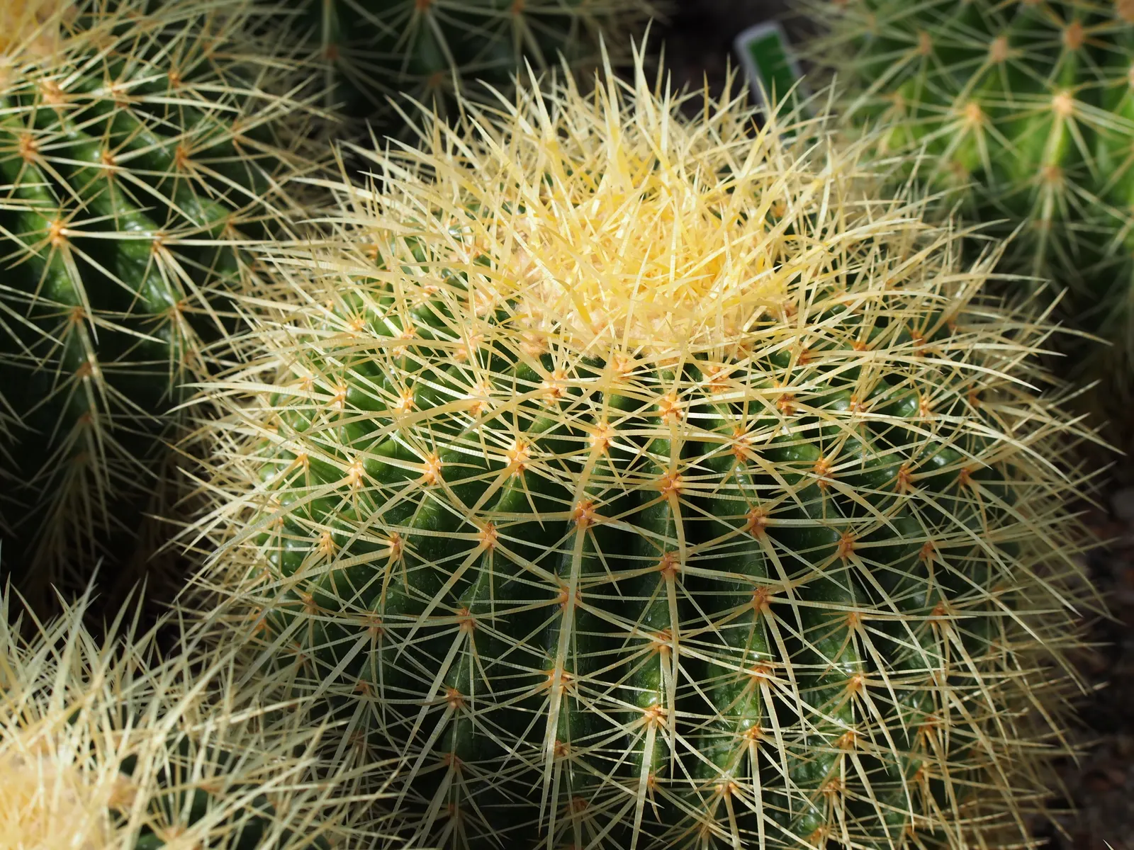 Golden Barrel Cactus (Echinocactus Grusonii) — cactus for full or half; when incorporated into garden designs