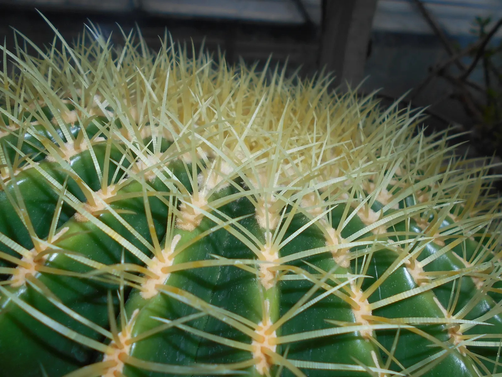 Golden Barrel Cactus (Echinocactus Grusonii) — When incorporated into garden designs; watering should be reduced significantly to mirror its native dormant