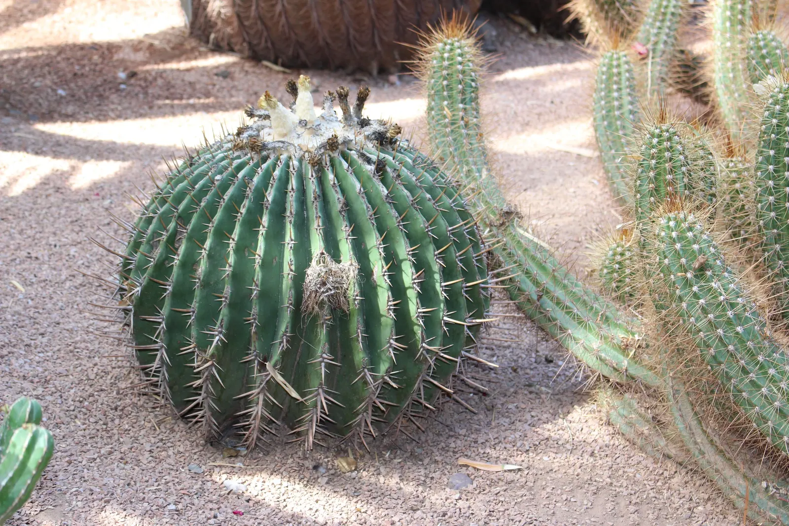 Golden Barrel Cactus (Echinocactus Grusonii) — although flowering is rare for specimens grown indoors; as an iconic symbol of arid landscapes, image 133