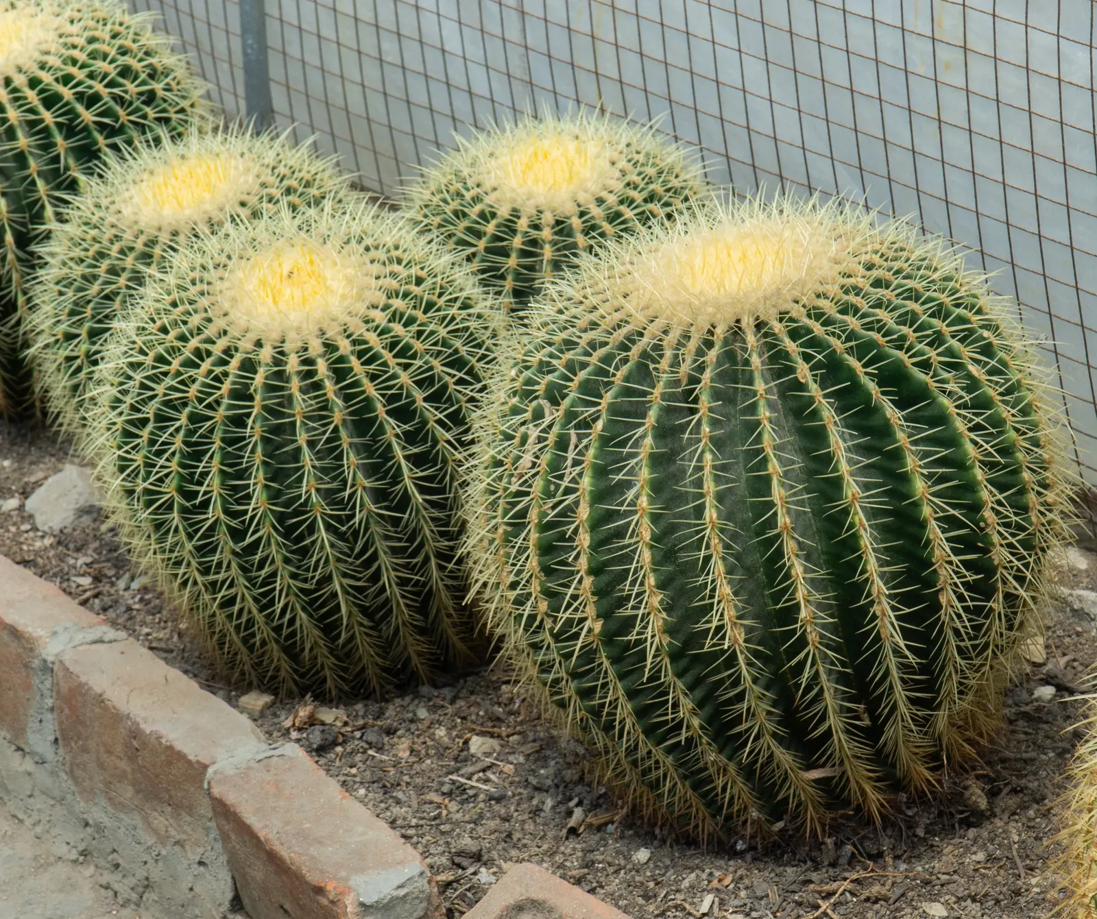 Golden Barrel Cactus (Echinocactus Grusonii) — watering should be reduced significantly to mirror its native dormant season.<br><br>For the, image 36