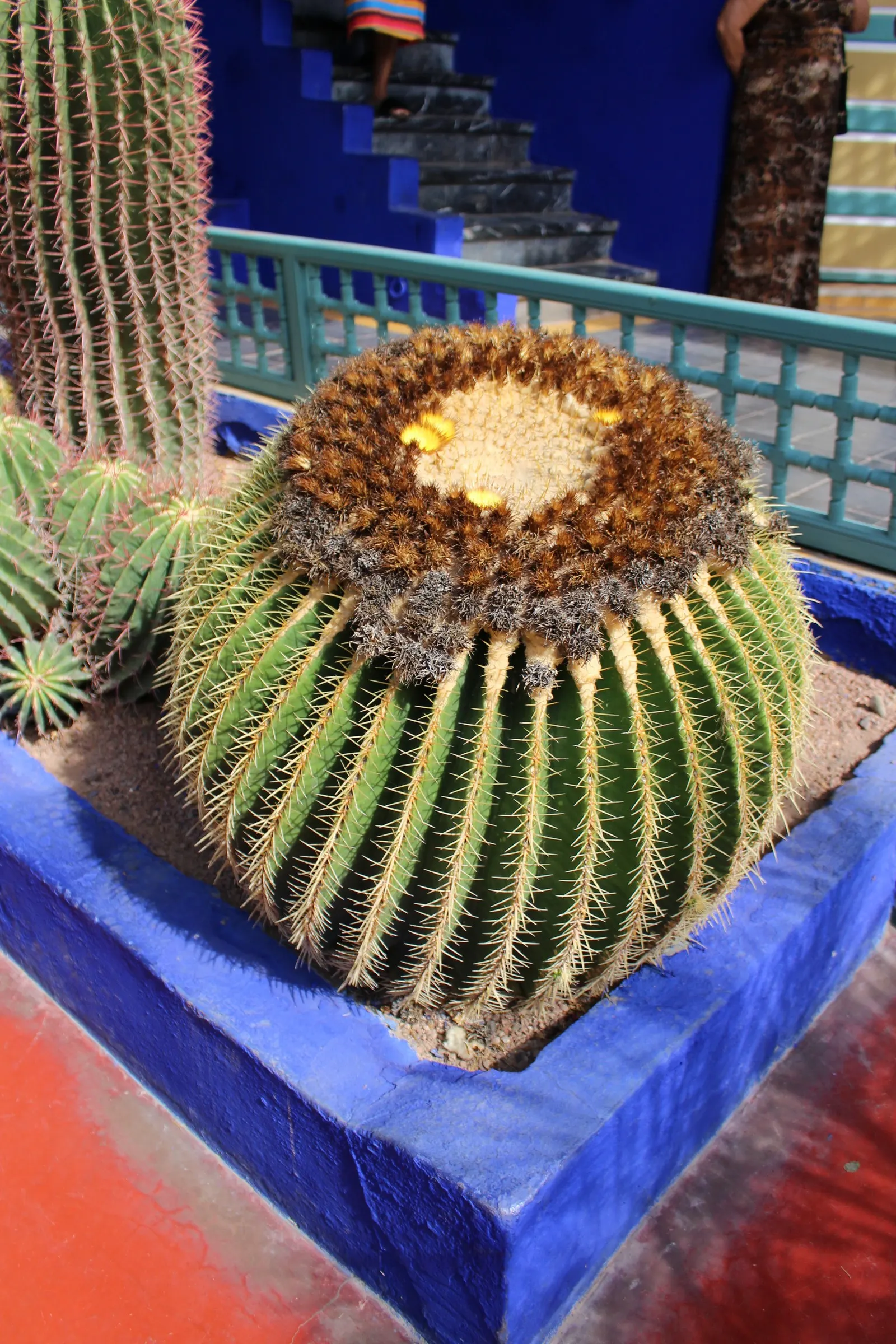 Golden Barrel Cactus (Echinocactus Grusonii) — When incorporated into garden designs; watering should be reduced significantly to mirror its native, image 97