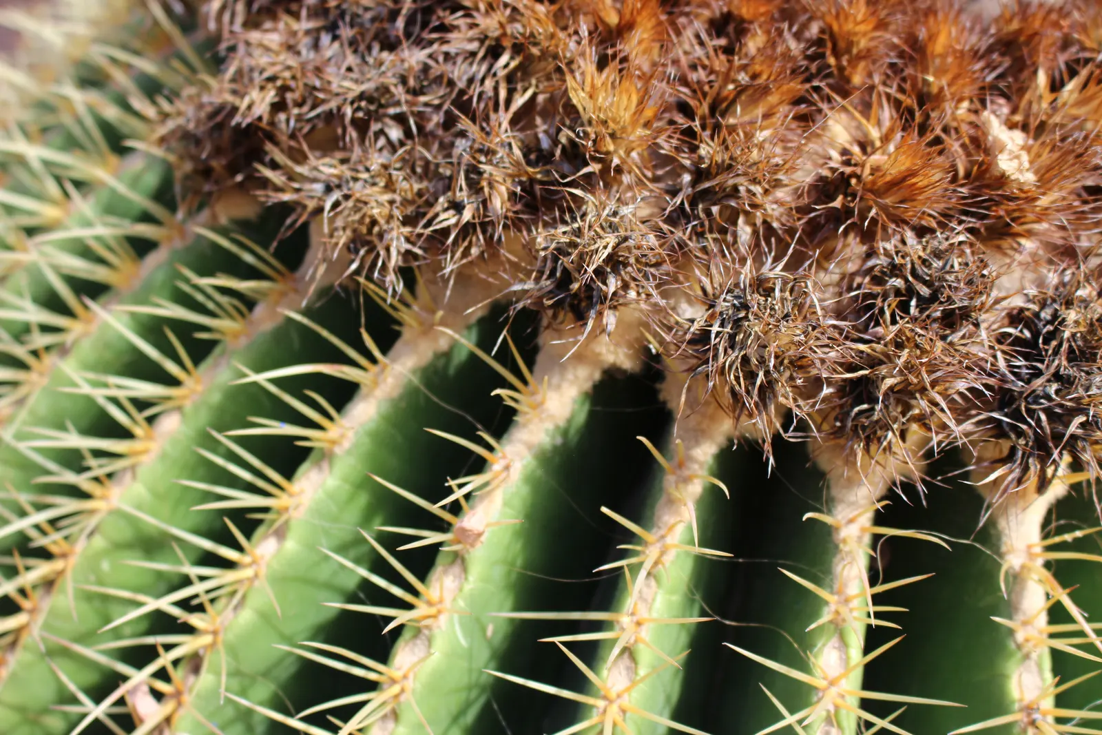 Golden Barrel Cactus (Echinocactus Grusonii) — is a spherical plant featuring prominent ribs with dense clusters of yellow spines; this, image 81