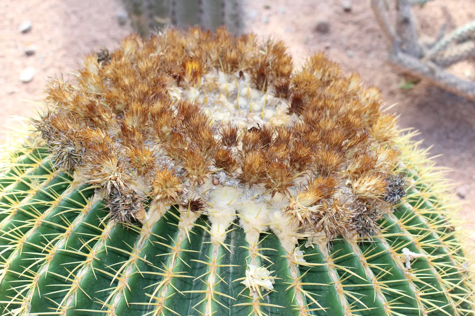 Golden Barrel Cactus (Echinocactus Grusonii) — Typically reaching 2-3 feet in diameter; consideration should be given to its mature size and spiny, image 63