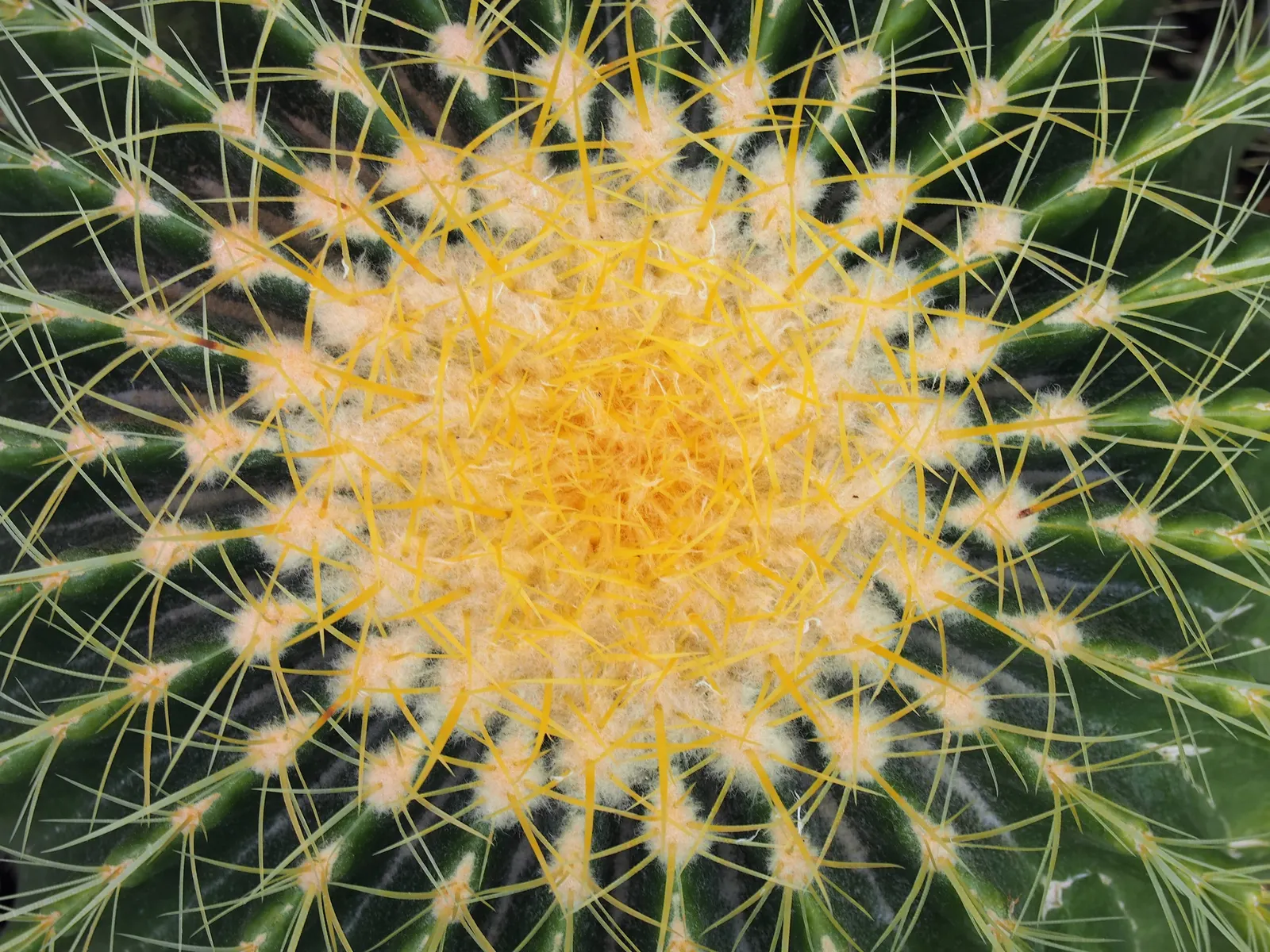 Golden Barrel Cactus (Echinocactus Grusonii) — although flowering is rare for specimens grown indoors