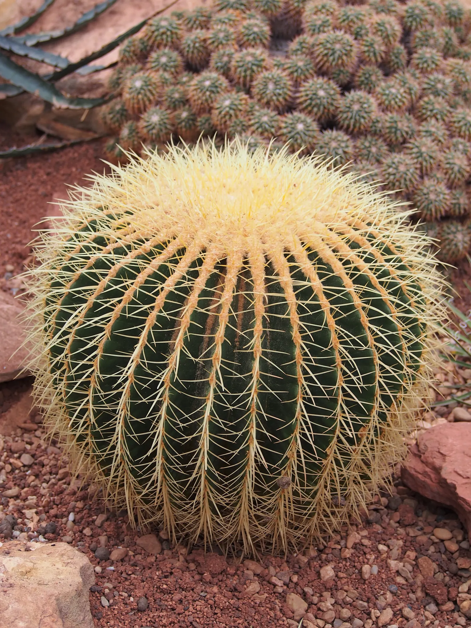 Golden Barrel Cactus (Echinocactus Grusonii) — maturing to a striking golden hue; these spines emerge yellow, maturing to a pale whitish hue, image 122