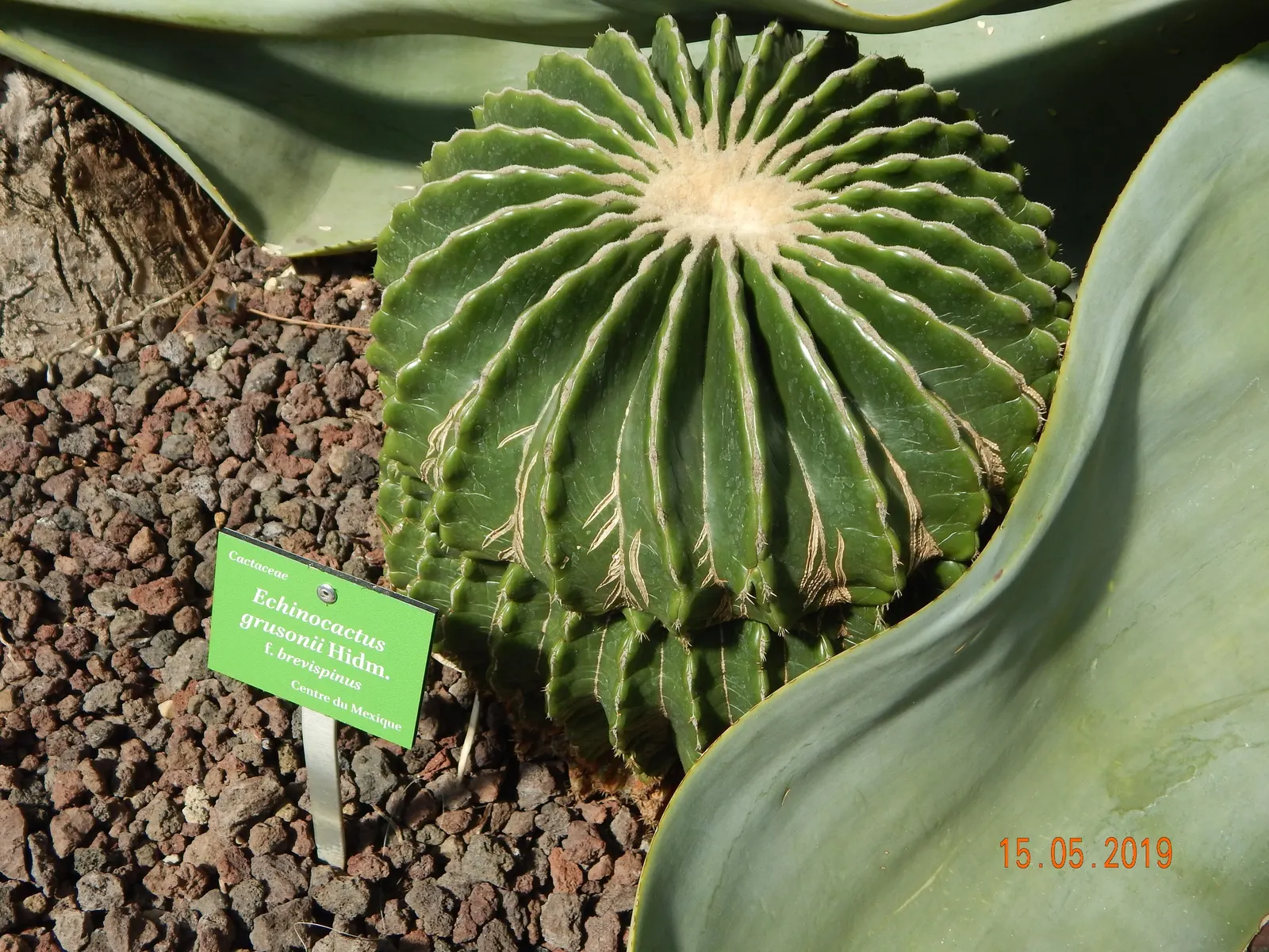 Golden Barrel Cactus (Echinocactus Grusonii) — the Golden Barrel Cactus showcases a ring of showy yellow flowers at its crown; is a spherical plant, image 52