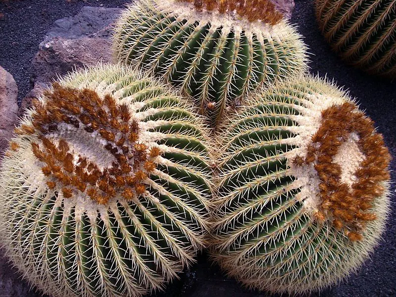 Golden Barrel Cactus (Echinocactus Grusonii) — Its vivid yellow flowers atop the crown offer a vibrant display; the Golden Barrel Cactus showcases, image 85