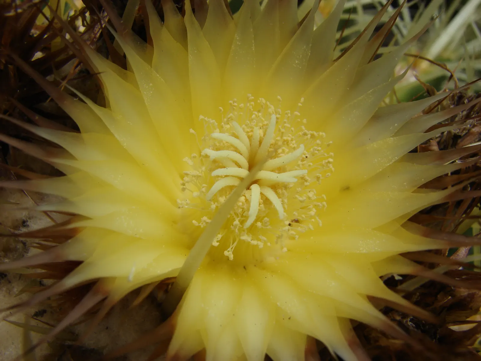 Golden Barrel Cactus (Echinocactus Grusonii) — requiring minimal maintenance once established; with infrequent but deep watering throughout the, image 74