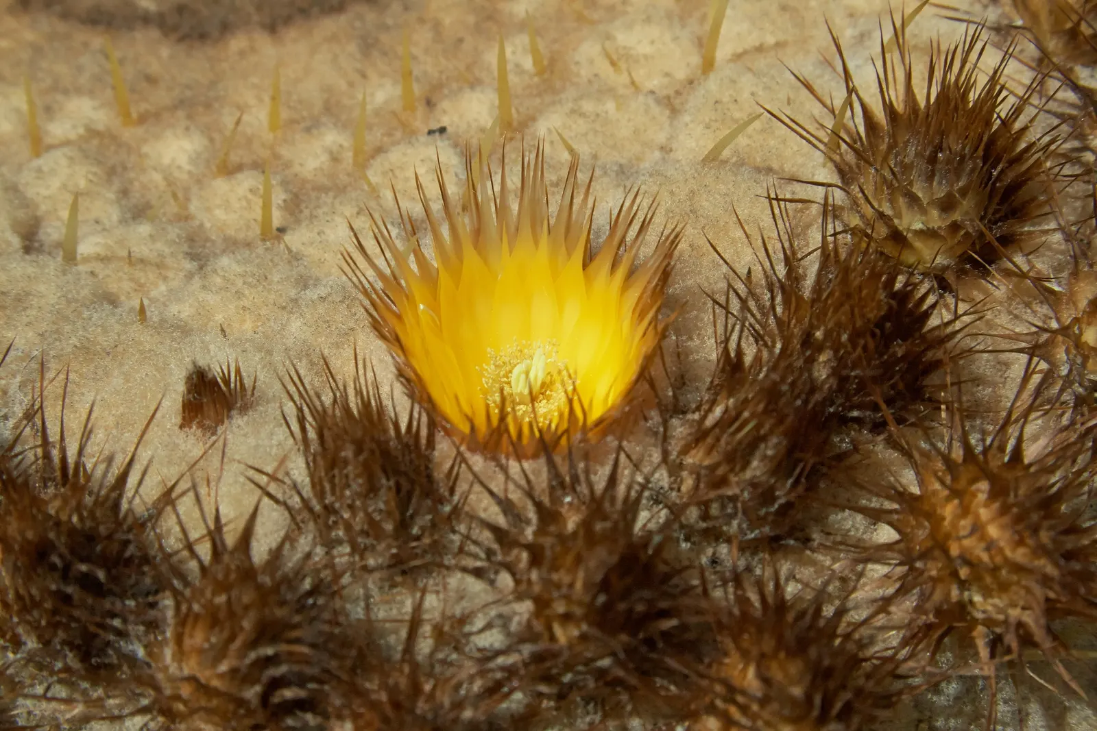 Golden Barrel Cactus (Echinocactus Grusonii) — although this may take several decades; cactus for full or half, image 89