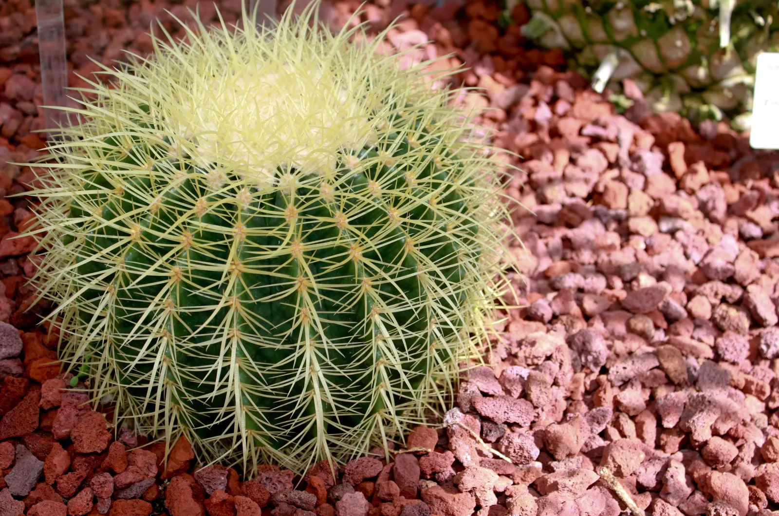 Golden Barrel Cactus (Echinocactus Grusonii) — cactus for full or half; when incorporated into garden designs, image 60