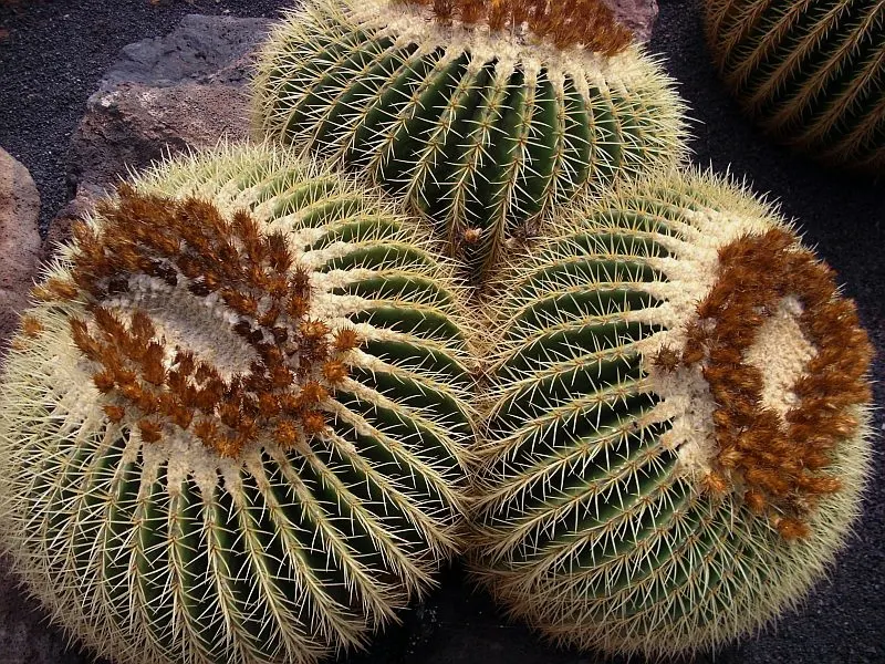 Golden Barrel Cactus (Echinocactus Grusonii) — Its vivid yellow flowers atop the crown offer a vibrant display; the Golden Barrel Cactus showcases a ring of