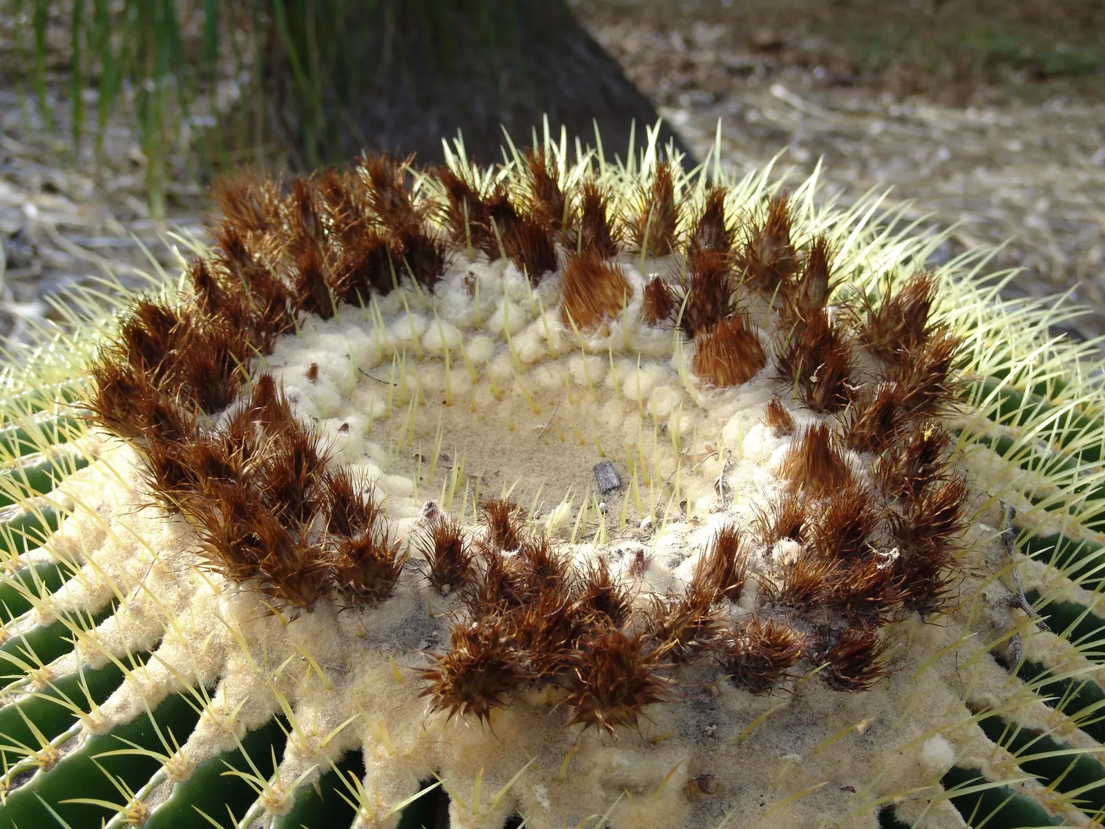 Golden Barrel Cactus (Echinocactus Grusonii) — requiring minimal maintenance once established; with infrequent but deep watering throughout the, image 154