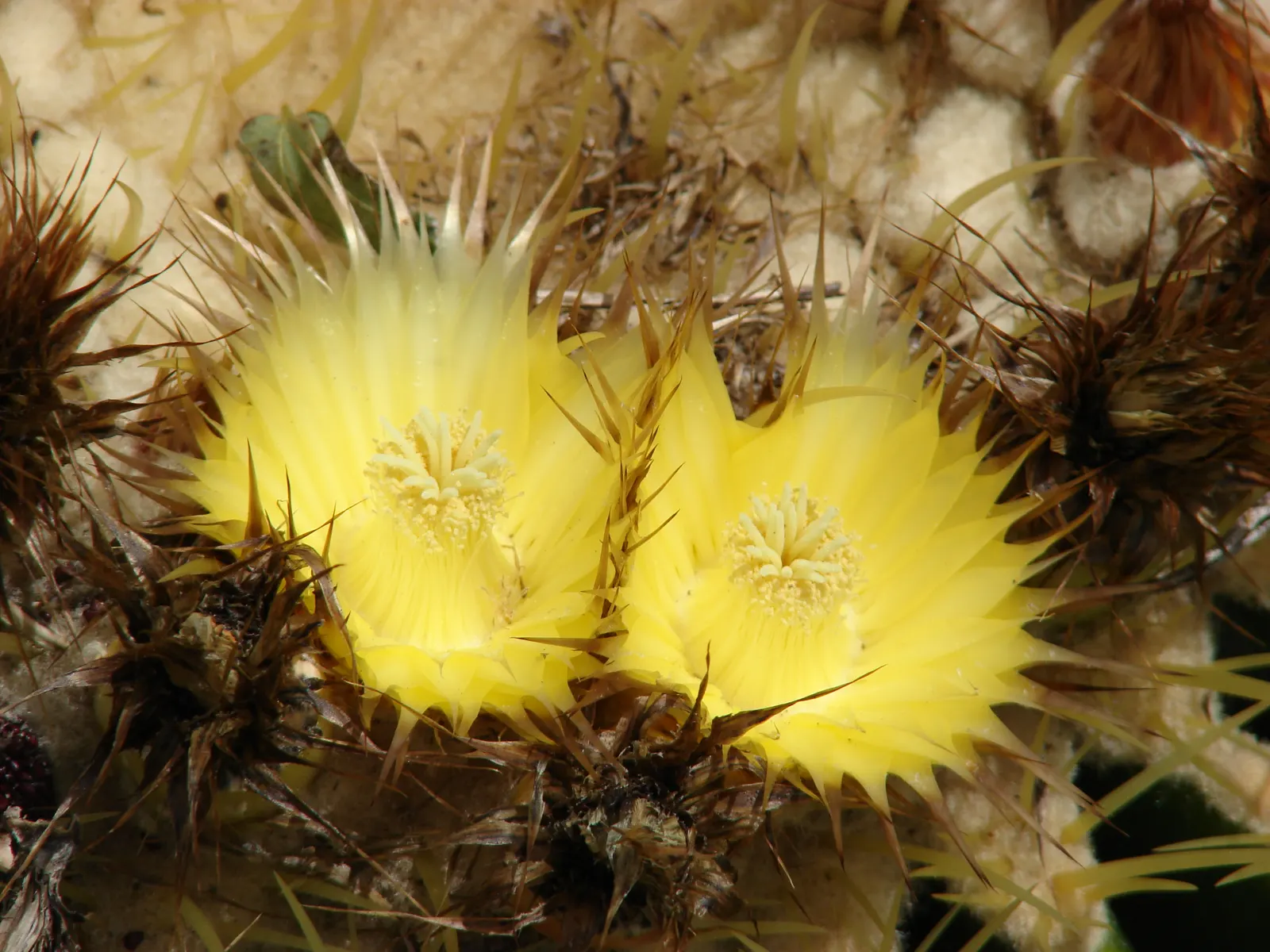 Golden Barrel Cactus (Echinocactus Grusonii) — although flowering is rare for specimens grown indoors; as an iconic symbol of arid landscapes, image 53
