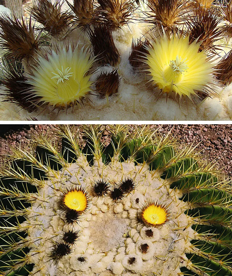 Golden Barrel Cactus (Echinocactus Grusonii) — sharp spines that protect it from herbivores; presents a striking spherical form that eventually, image 50