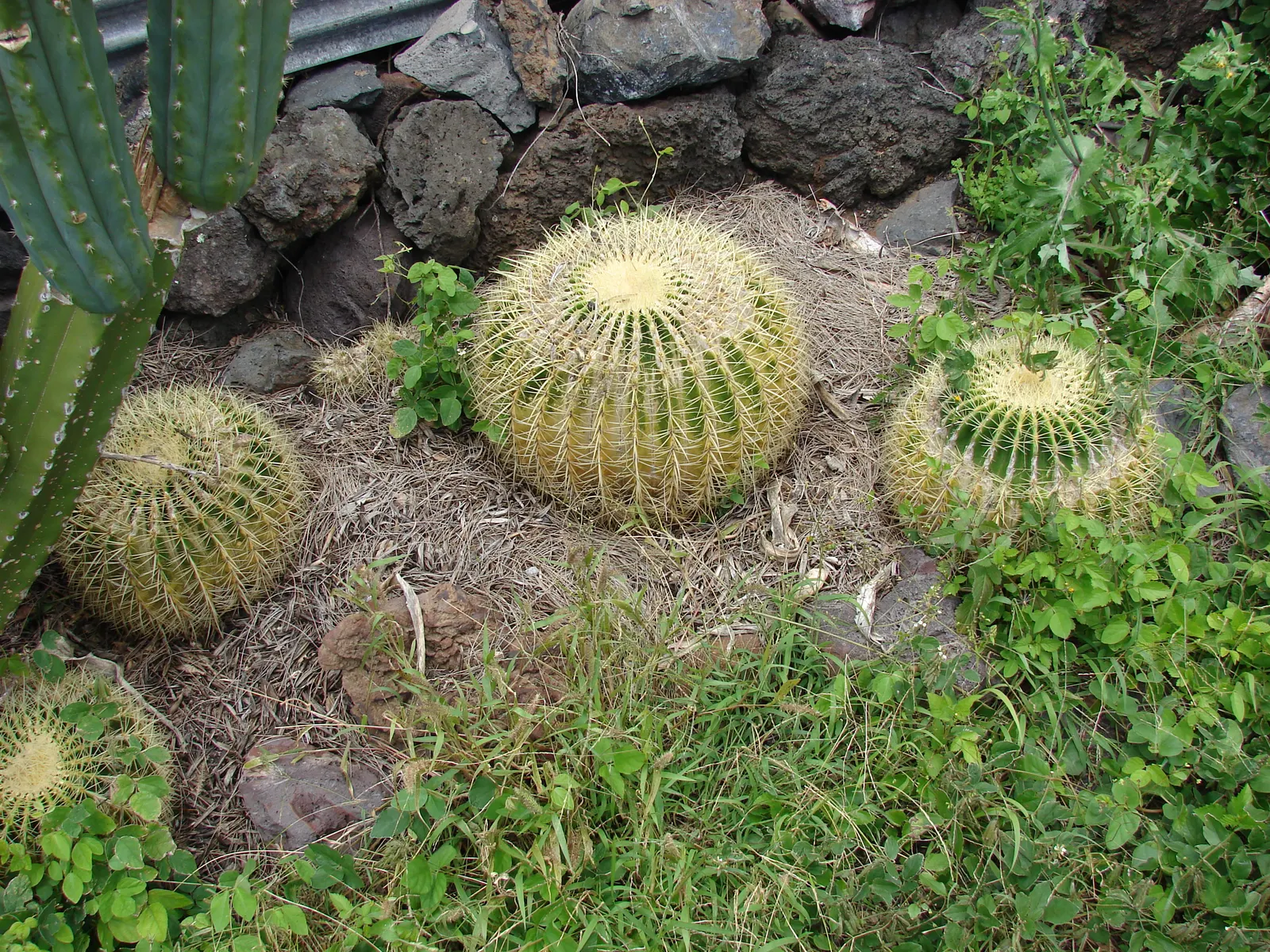 Golden Barrel Cactus (Echinocactus Grusonii) — Its vivid yellow flowers atop the crown offer a vibrant display
