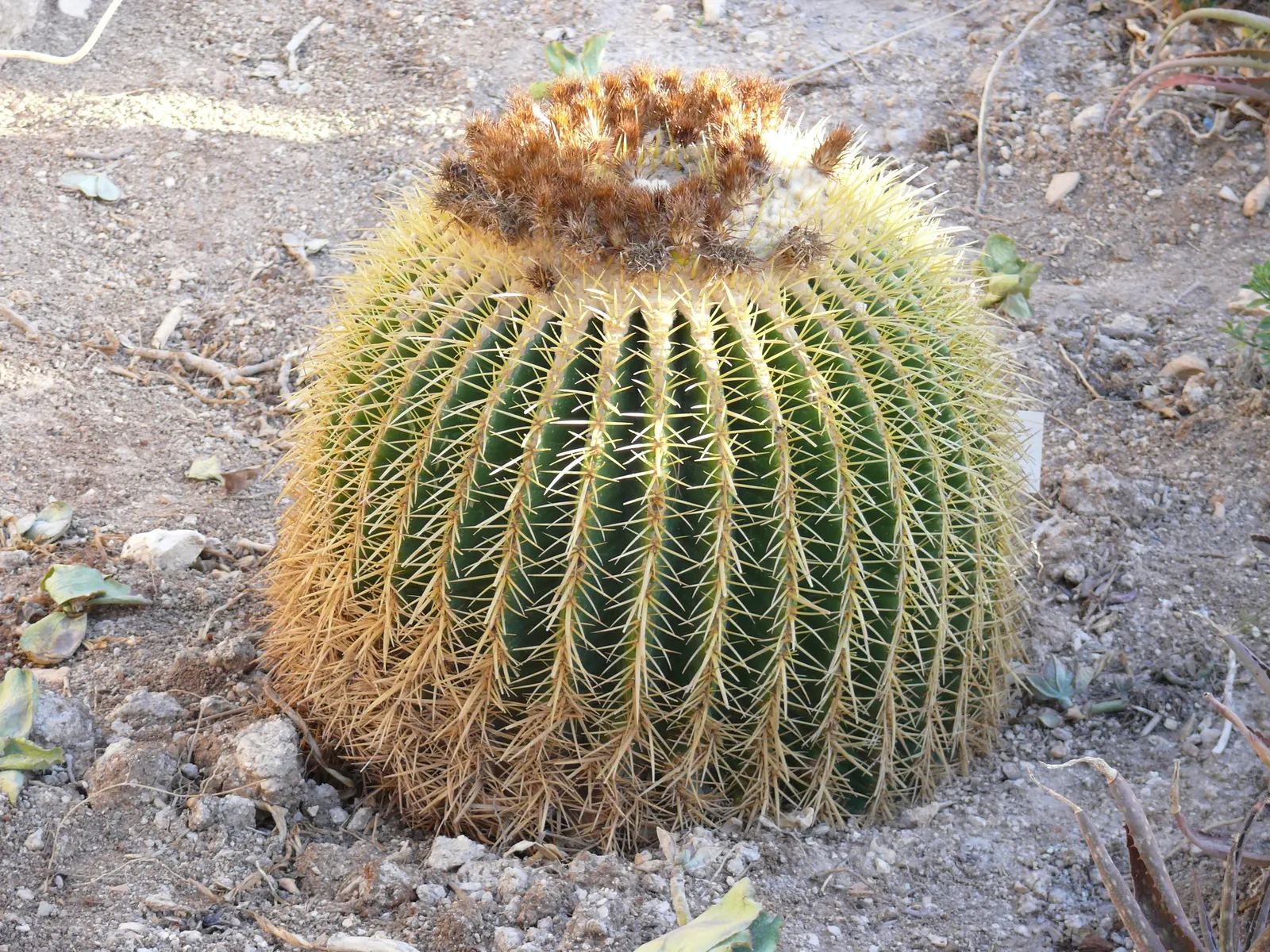 Golden Barrel Cactus (Echinocactus Grusonii) — As an iconic symbol of arid landscapes; although flowering is rare for specimens grown indoors, image 48