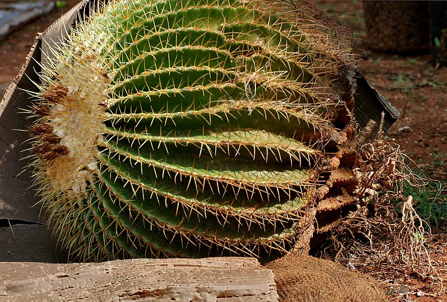 Golden Barrel Cactus (Echinocactus Grusonii) — cactus for full or half; when incorporated into garden designs, image 100