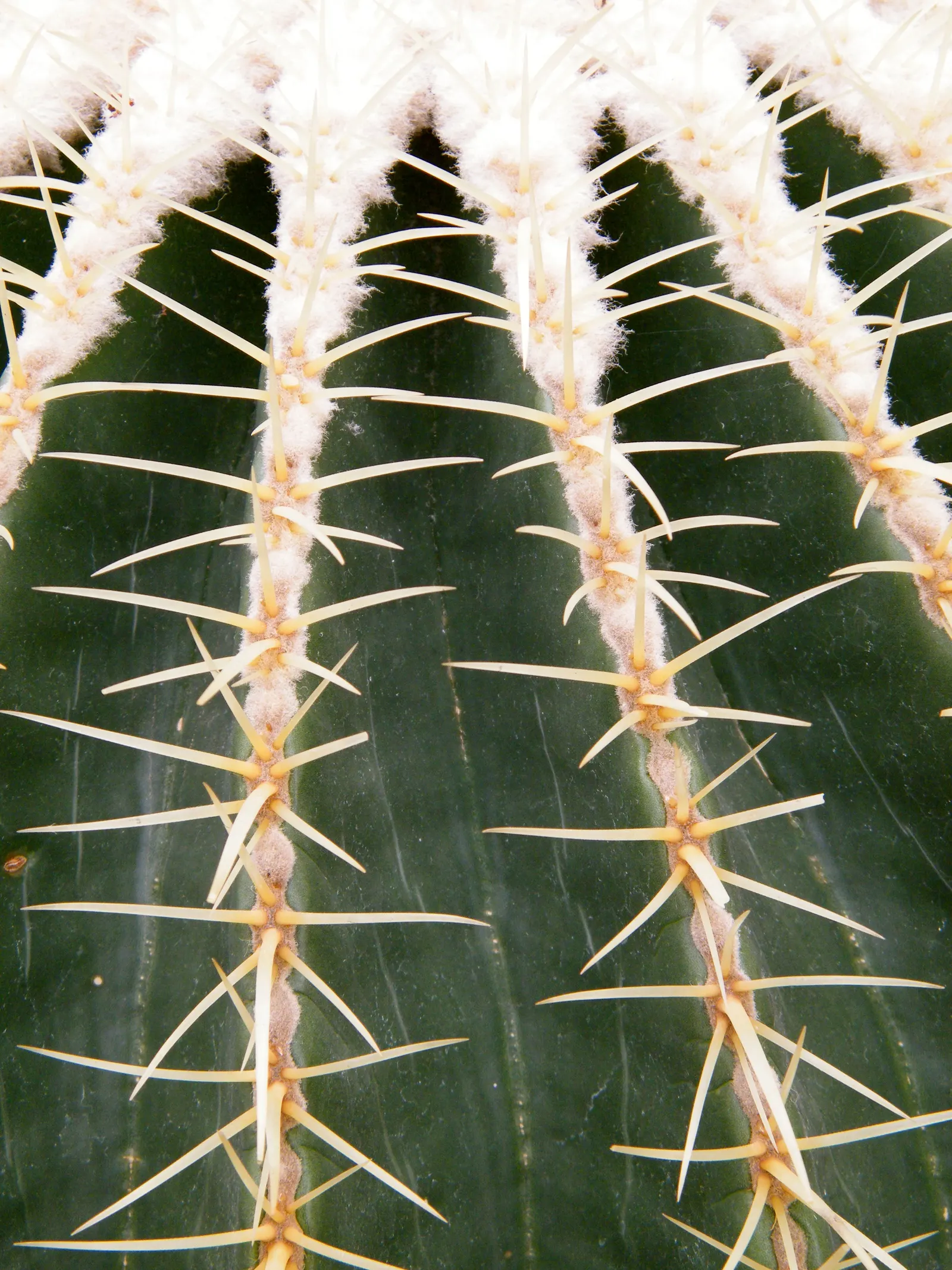 Golden Barrel Cactus (Echinocactus Grusonii) — is a spherical plant featuring prominent ribs with dense clusters of yellow spines; this, image 141