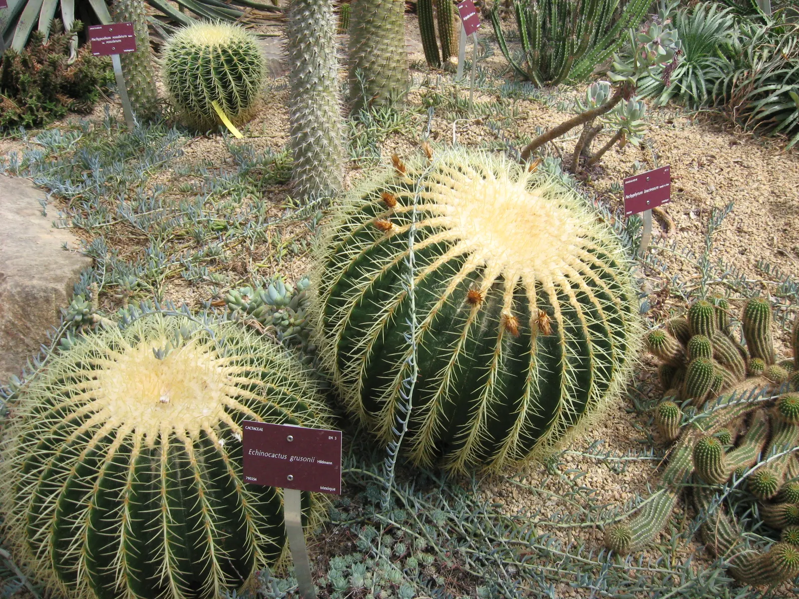 Golden Barrel Cactus (Echinocactus Grusonii) — the Golden Barrel Cactus showcases a ring of showy yellow flowers at its crown; is a spherical plant, image 72