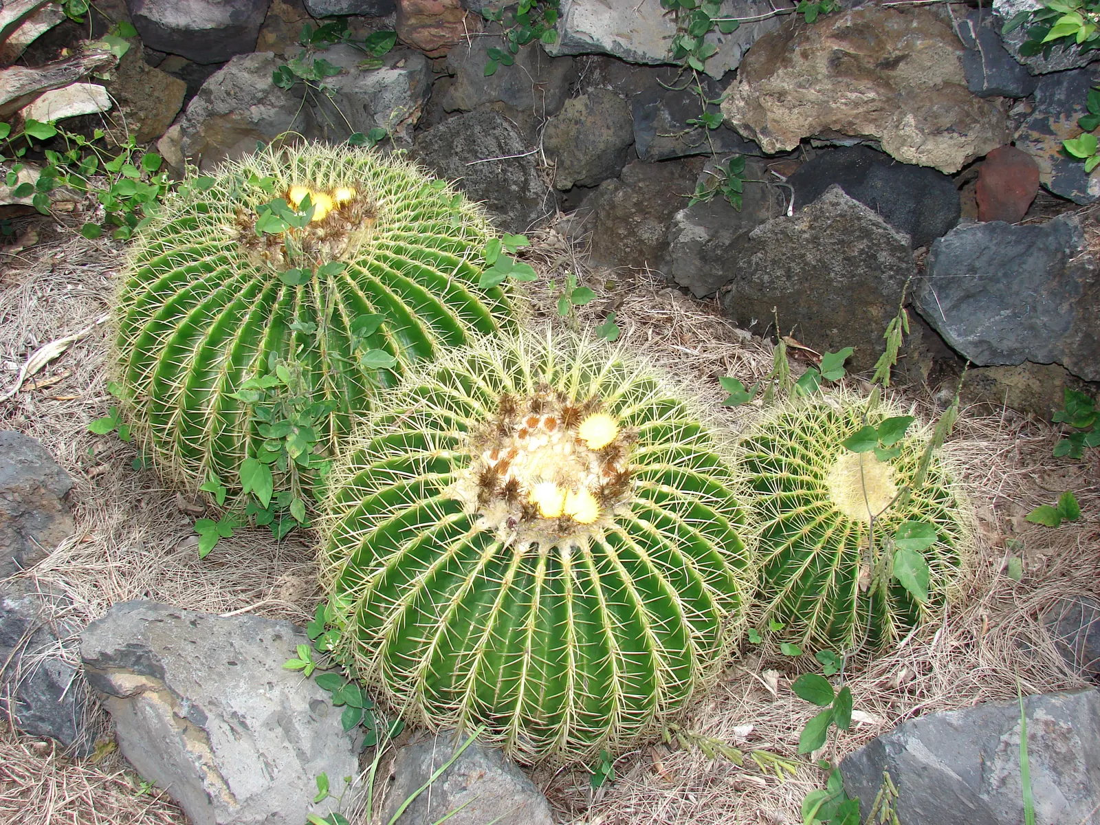Golden Barrel Cactus (Echinocactus Grusonii) — Typically reaching 2-3 feet in diameter; consideration should be given to its mature size and spiny texture