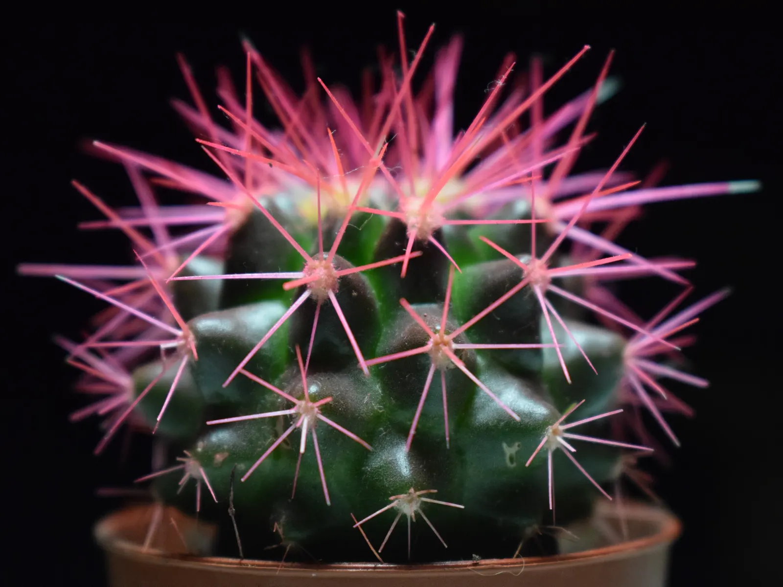 Golden Barrel Cactus (Echinocactus Grusonii) — Ideal for xeriscaping, it provides dramatic texture and year-round interest in warm, arid climates, image 46