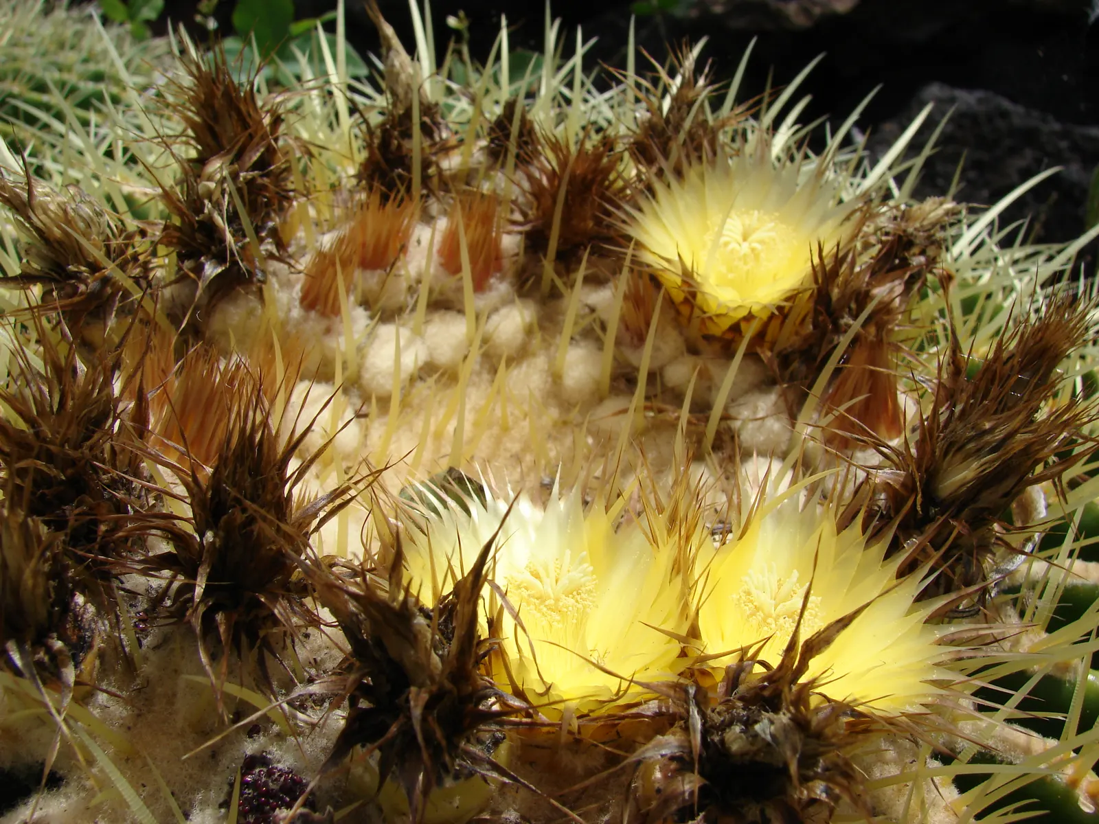 Golden Barrel Cactus (Echinocactus Grusonii) — Its vivid yellow flowers atop the crown offer a vibrant display; the Golden Barrel Cactus showcases, image 45