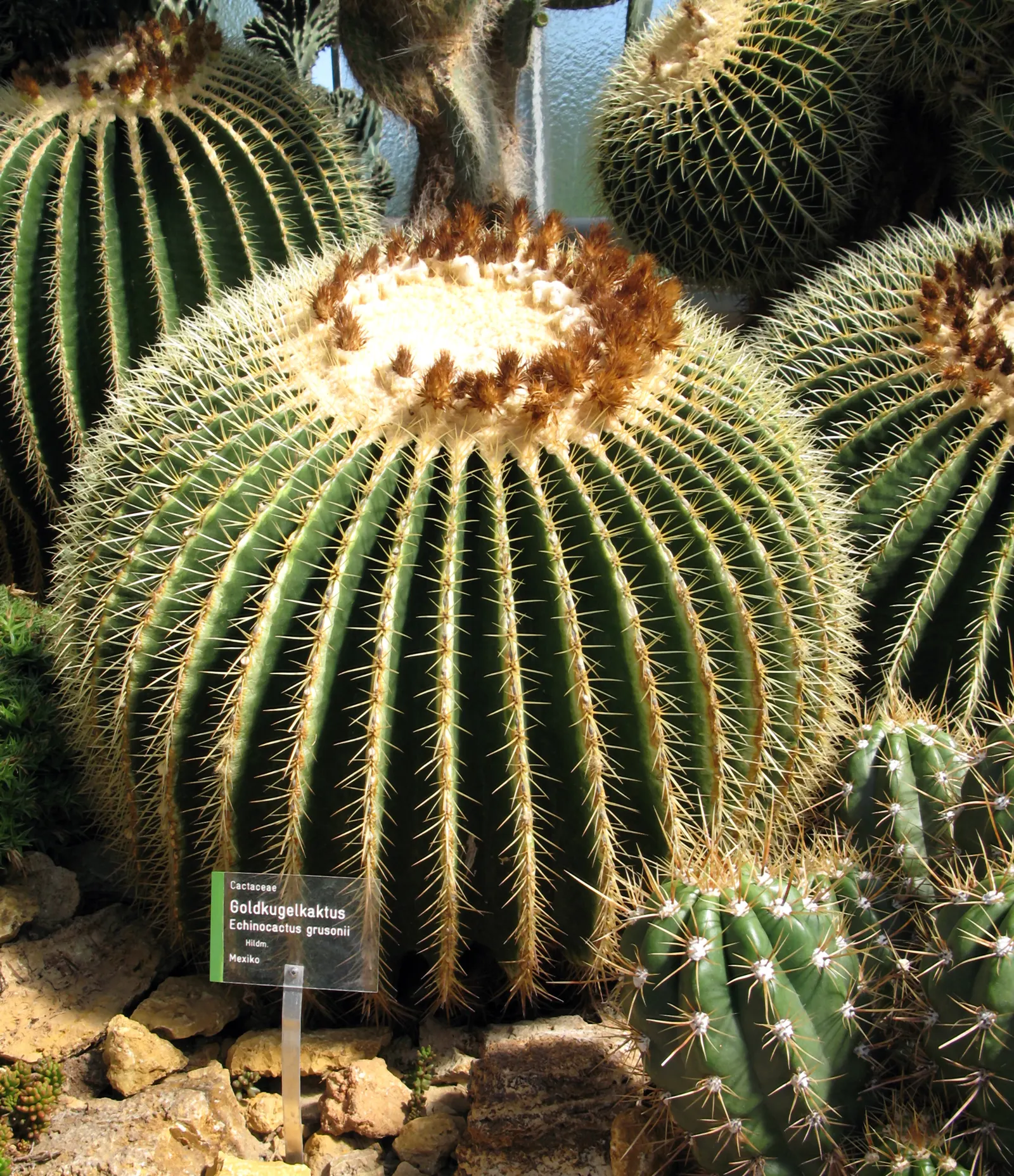 Golden Barrel Cactus (Echinocactus Grusonii) — maturing to a striking golden hue; these spines emerge yellow, maturing to a pale whitish hue, image 102