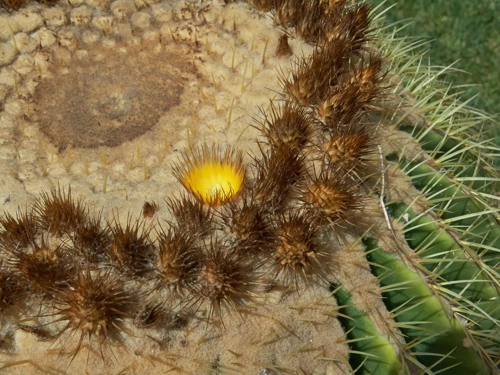 Golden Barrel Cactus (Echinocactus Grusonii) — although this may take several decades